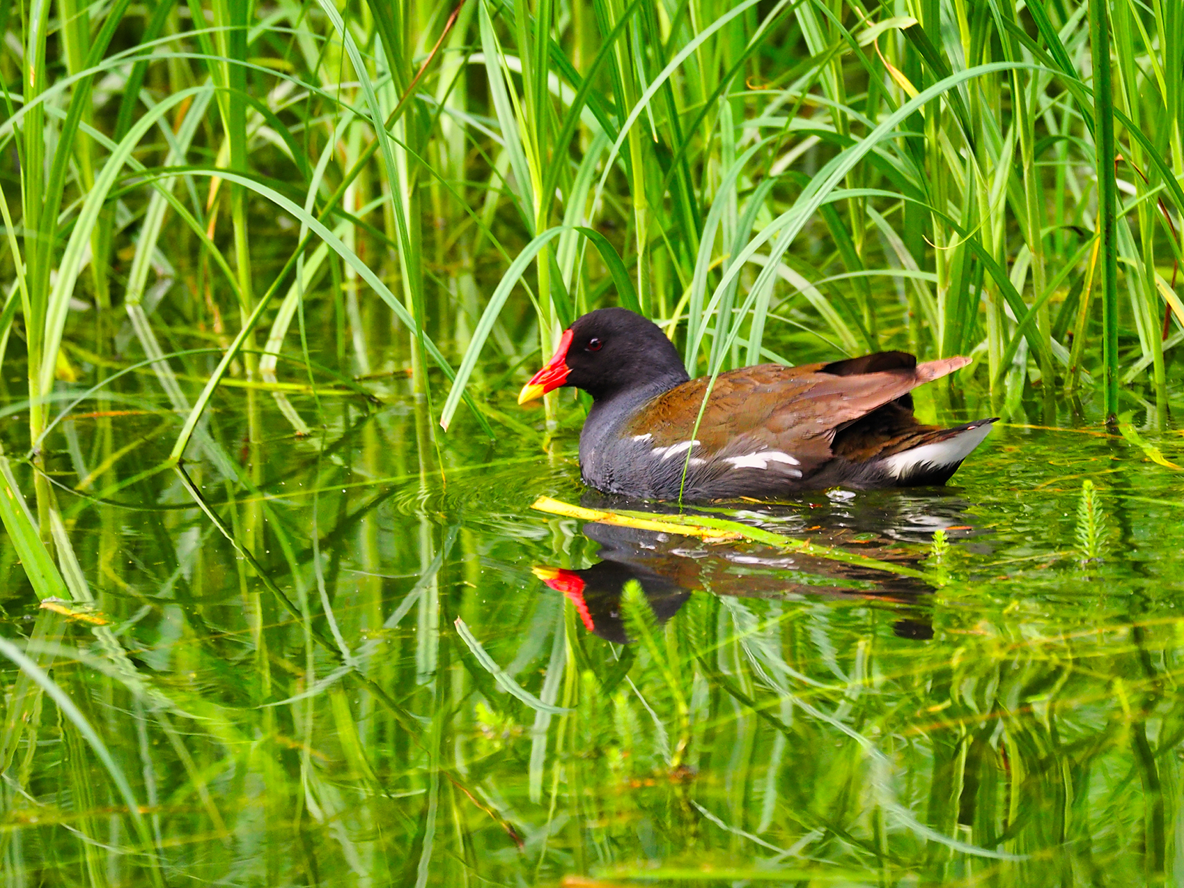 Teichhuhn03 (Gallinula chloropus)