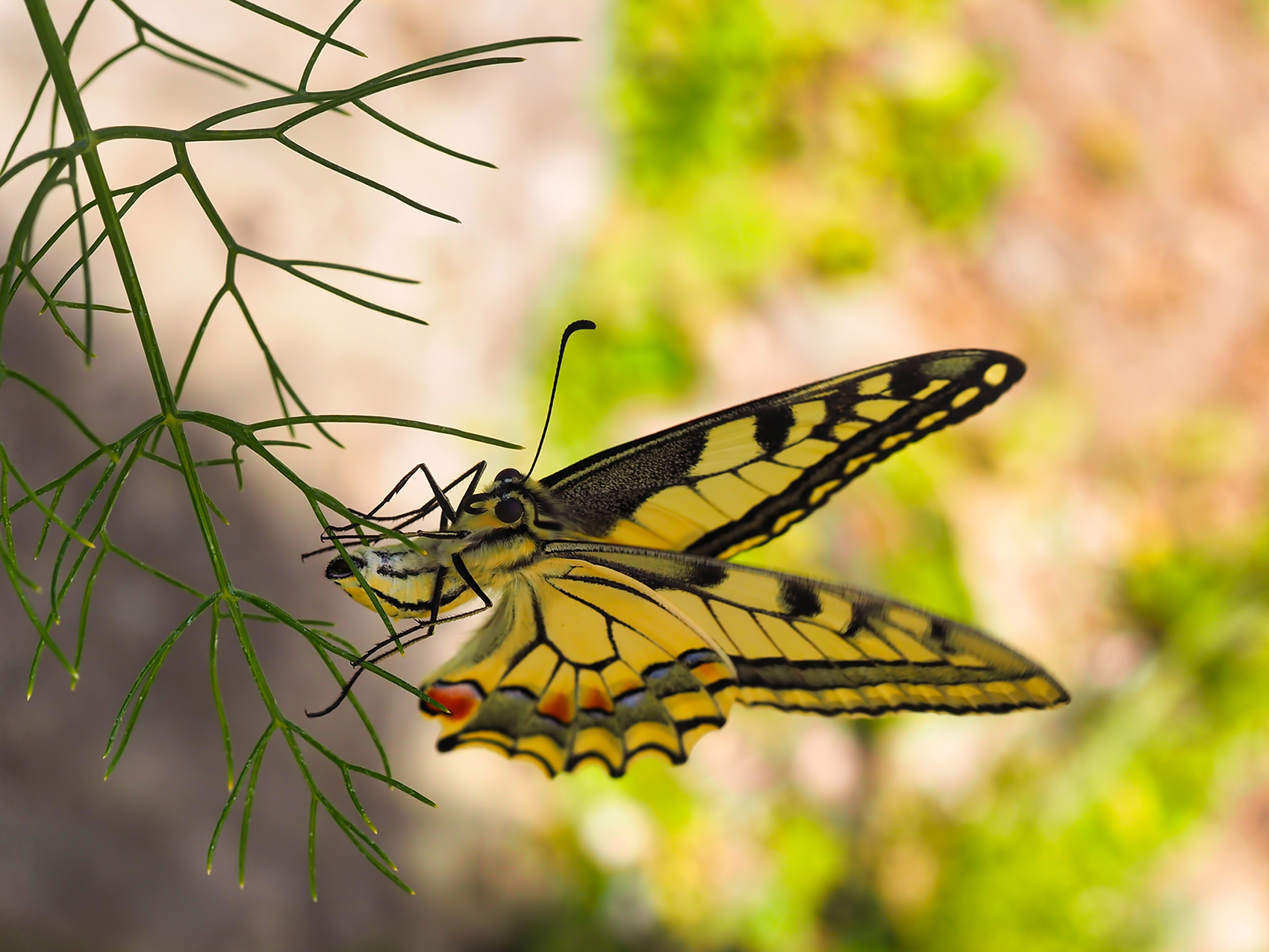 Schwalbenschwanz bei der Eiablage (Papilio machaon)