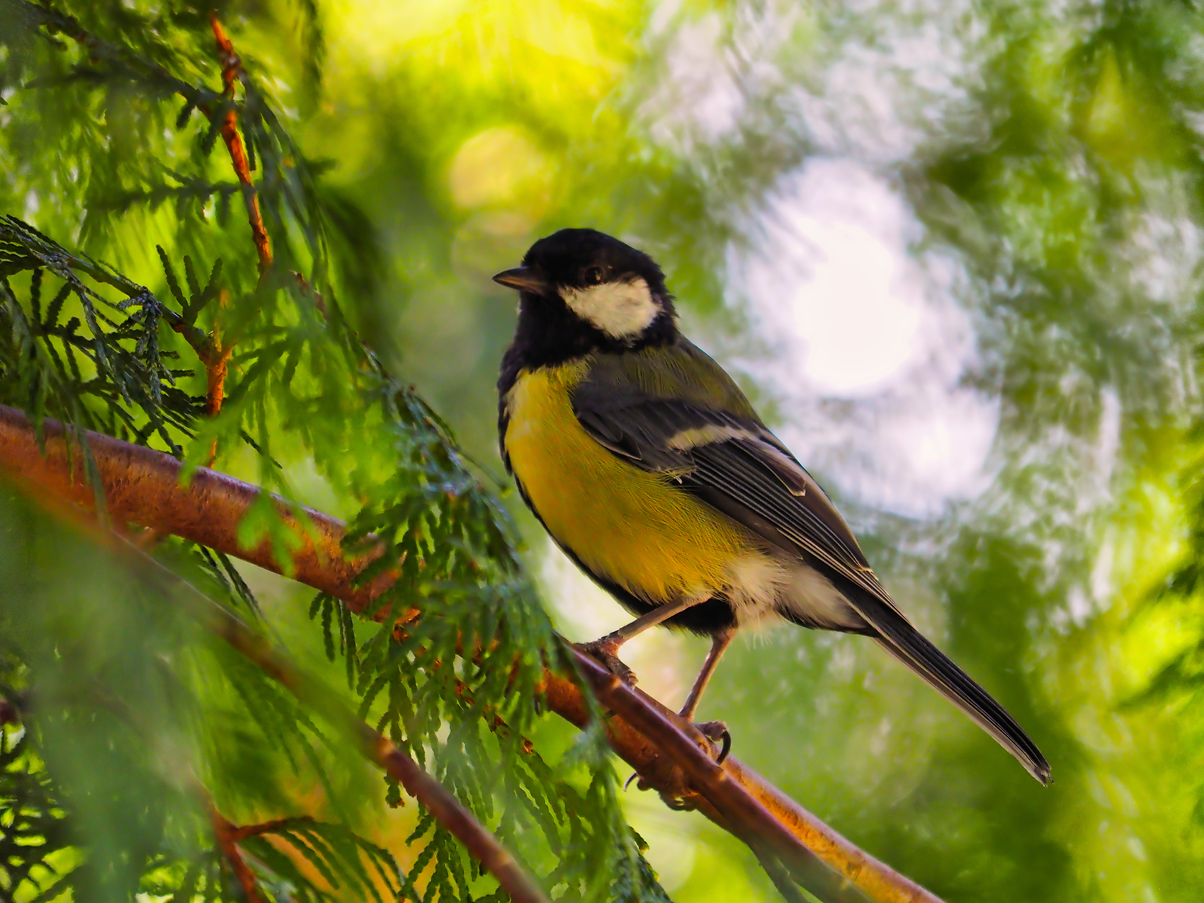 Kohlmeise02 (Parus major)