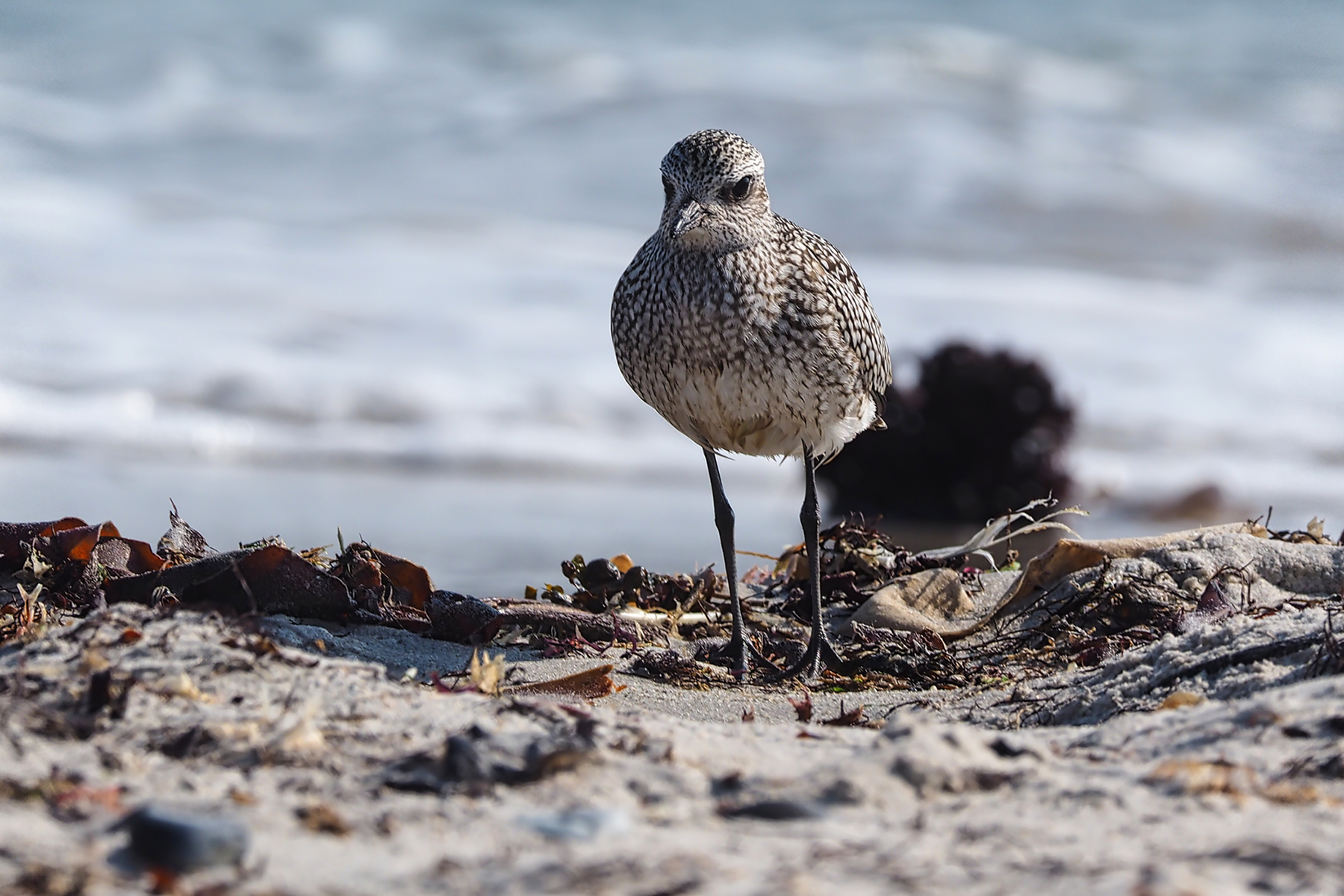Kiebitzregenpfeifer02 (Pluvialis squatarola)