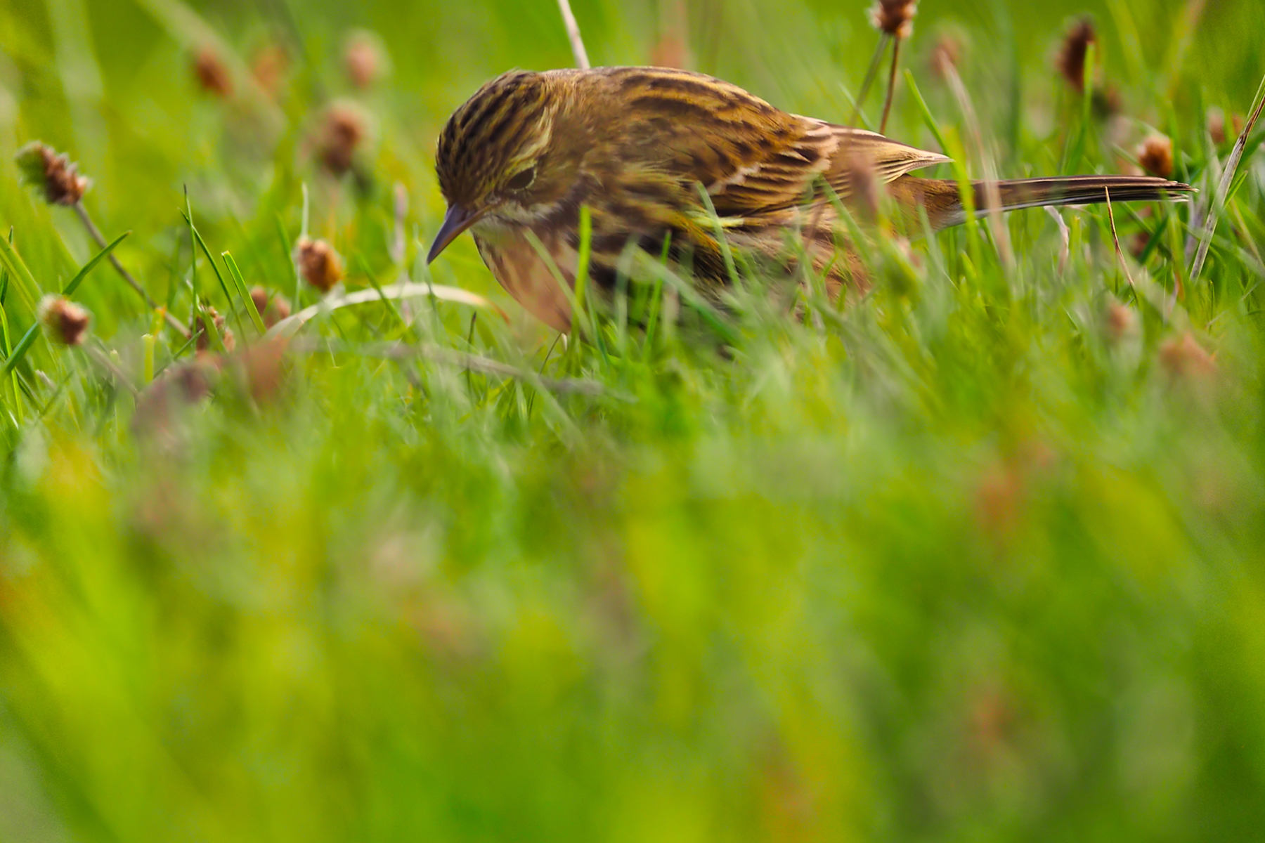 Wiesenpieper01 (Anthus pratensis)