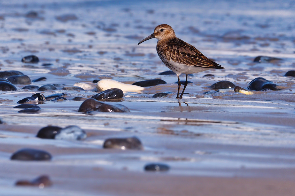 Alpenstrandläufer02 (Calidris alpina)