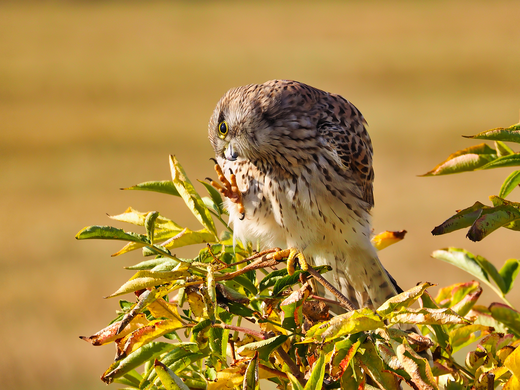 Turmfalke06 f. (Falco tinnunculus)