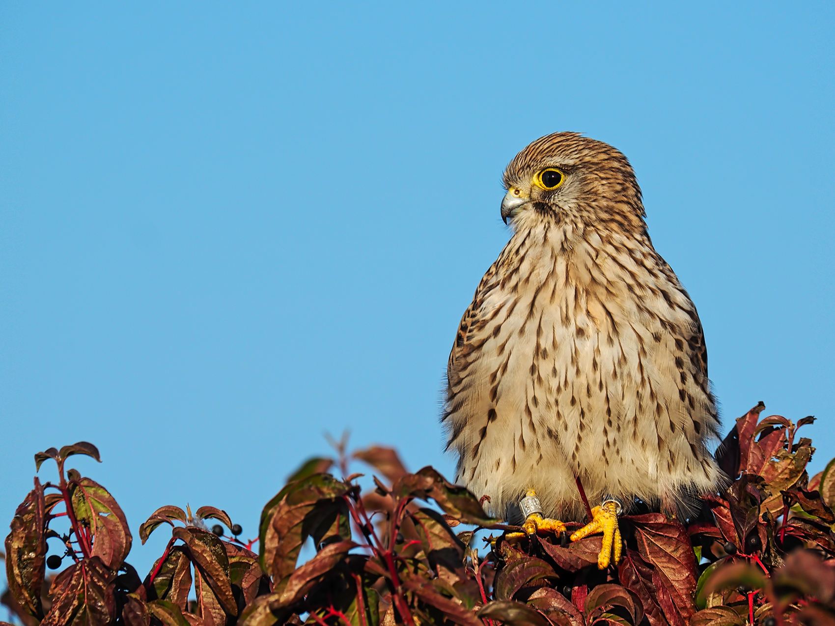 Turmfalke01 f. (Falco tinnunculus)