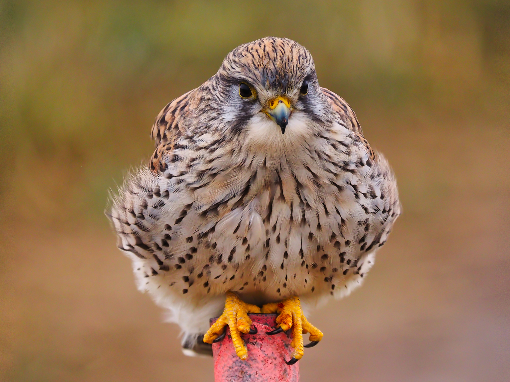 Turmfalke02 f. (Falco tinnunculus)