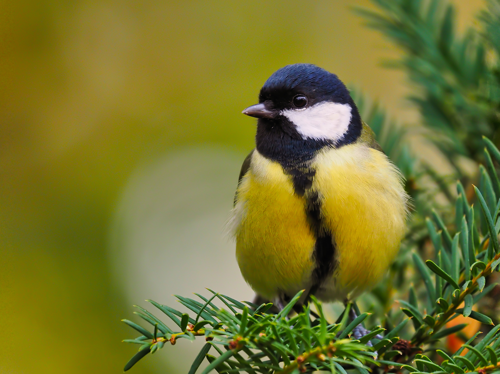 Kohlmeise01 (Parus major)