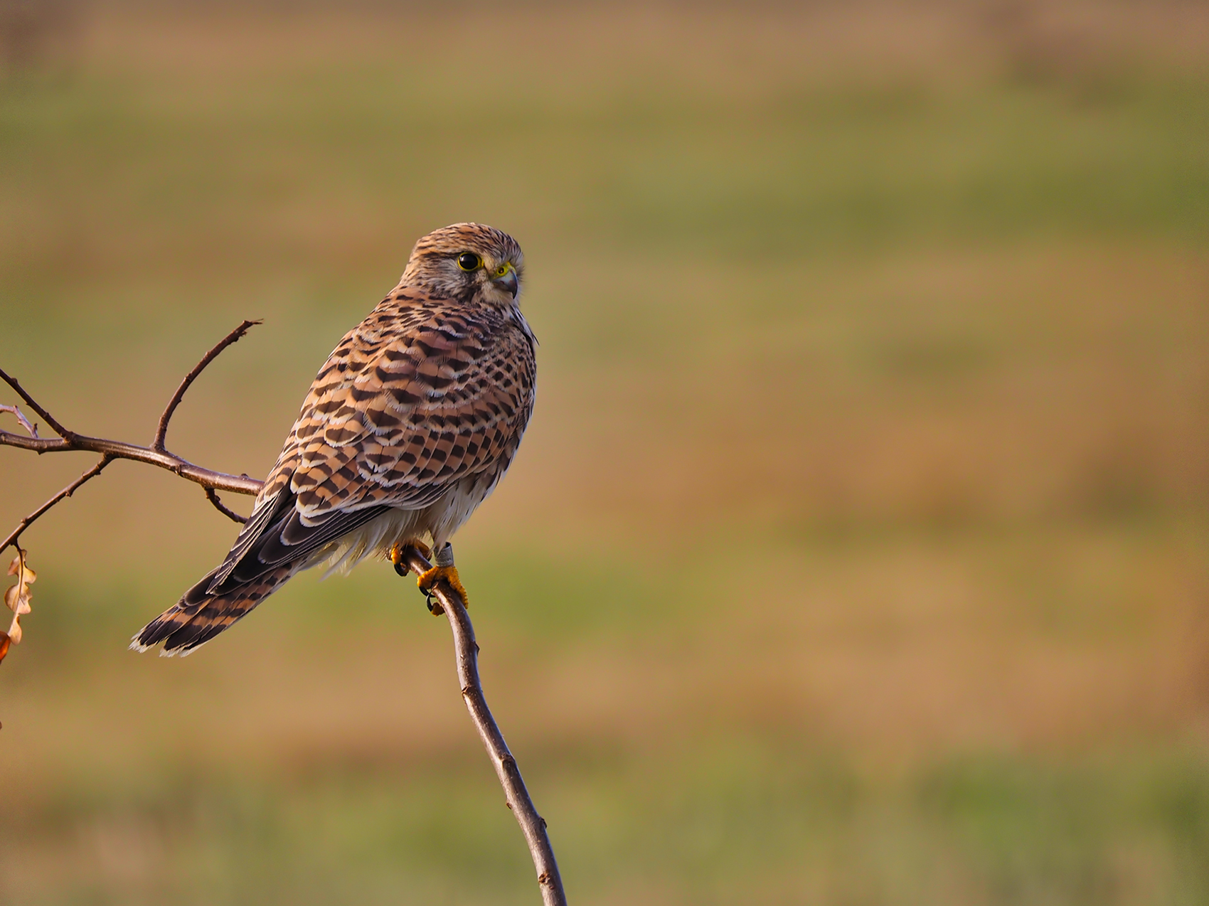 Turmfalke04 f. (Falco tinnunculus)