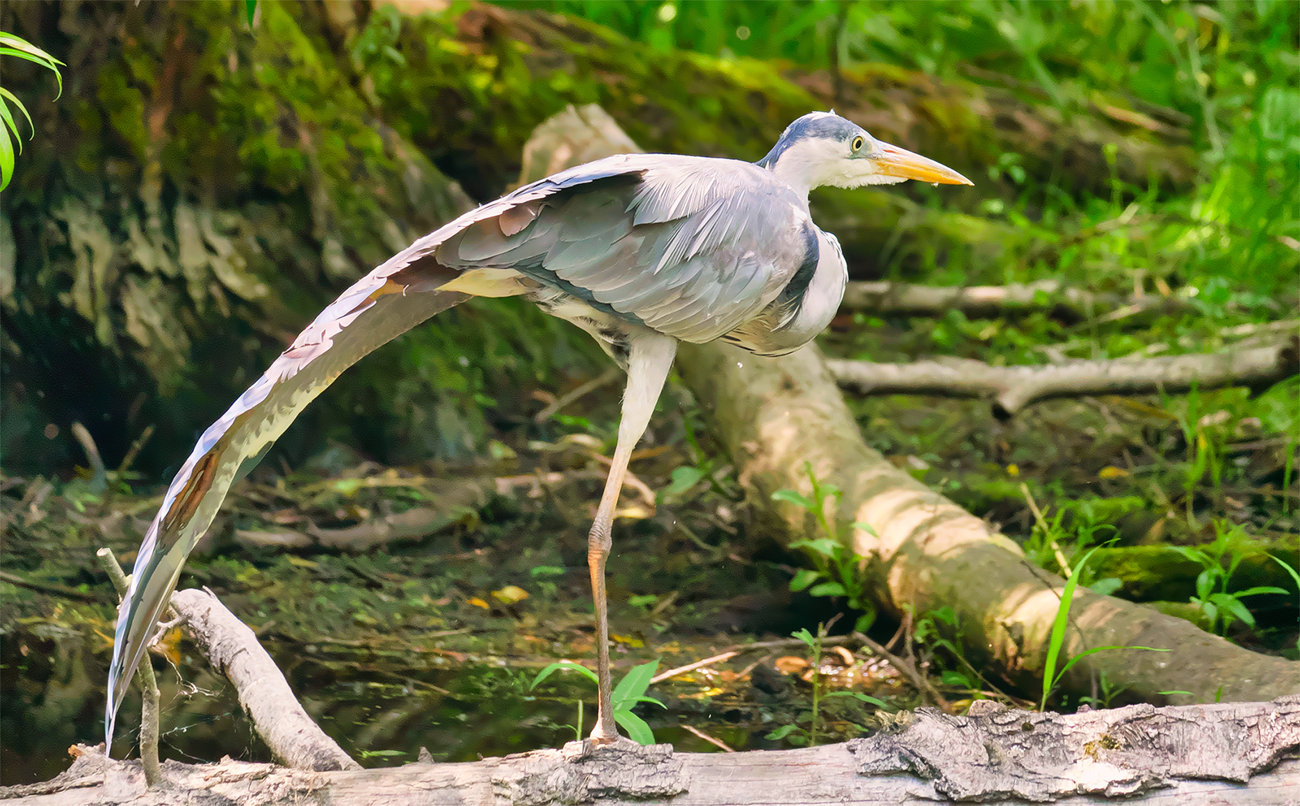 Graureiher14 (Ardea cinerea)