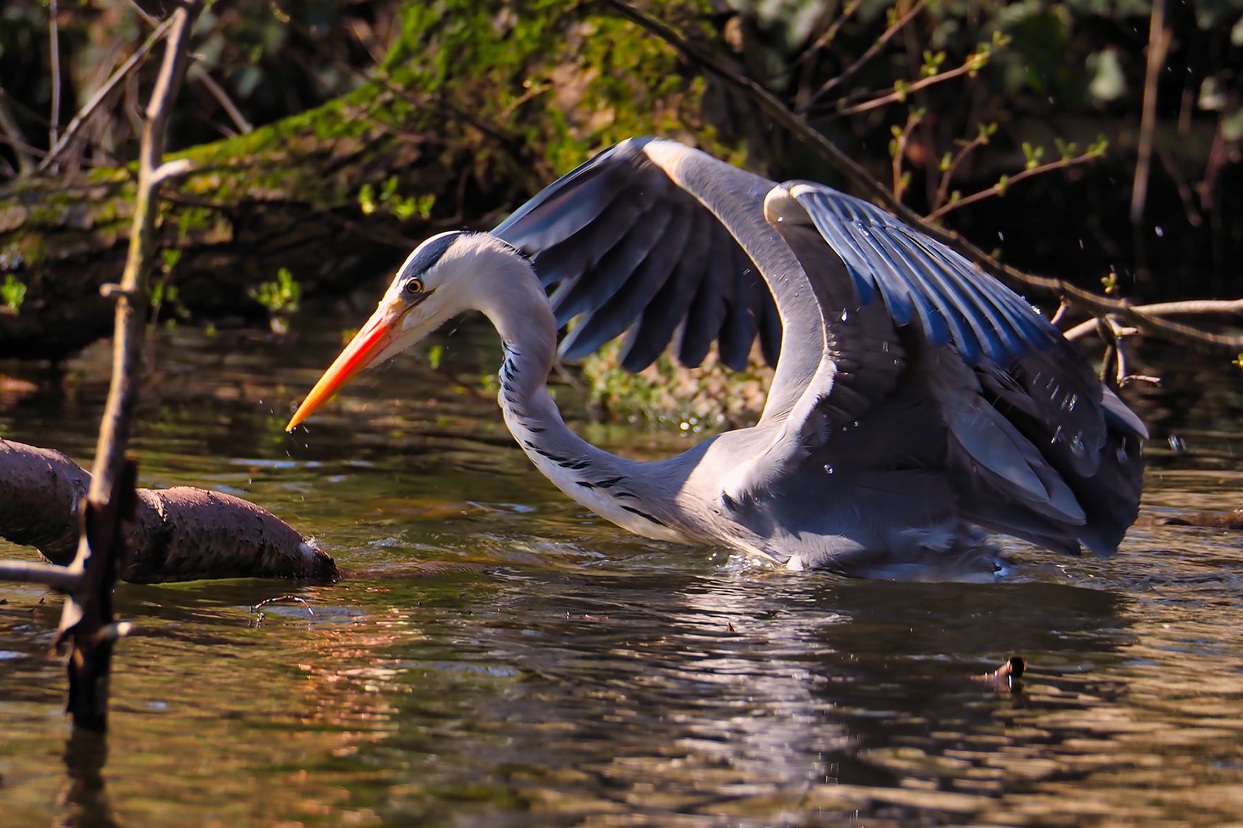 Graureiher13 (Ardea cinerea)