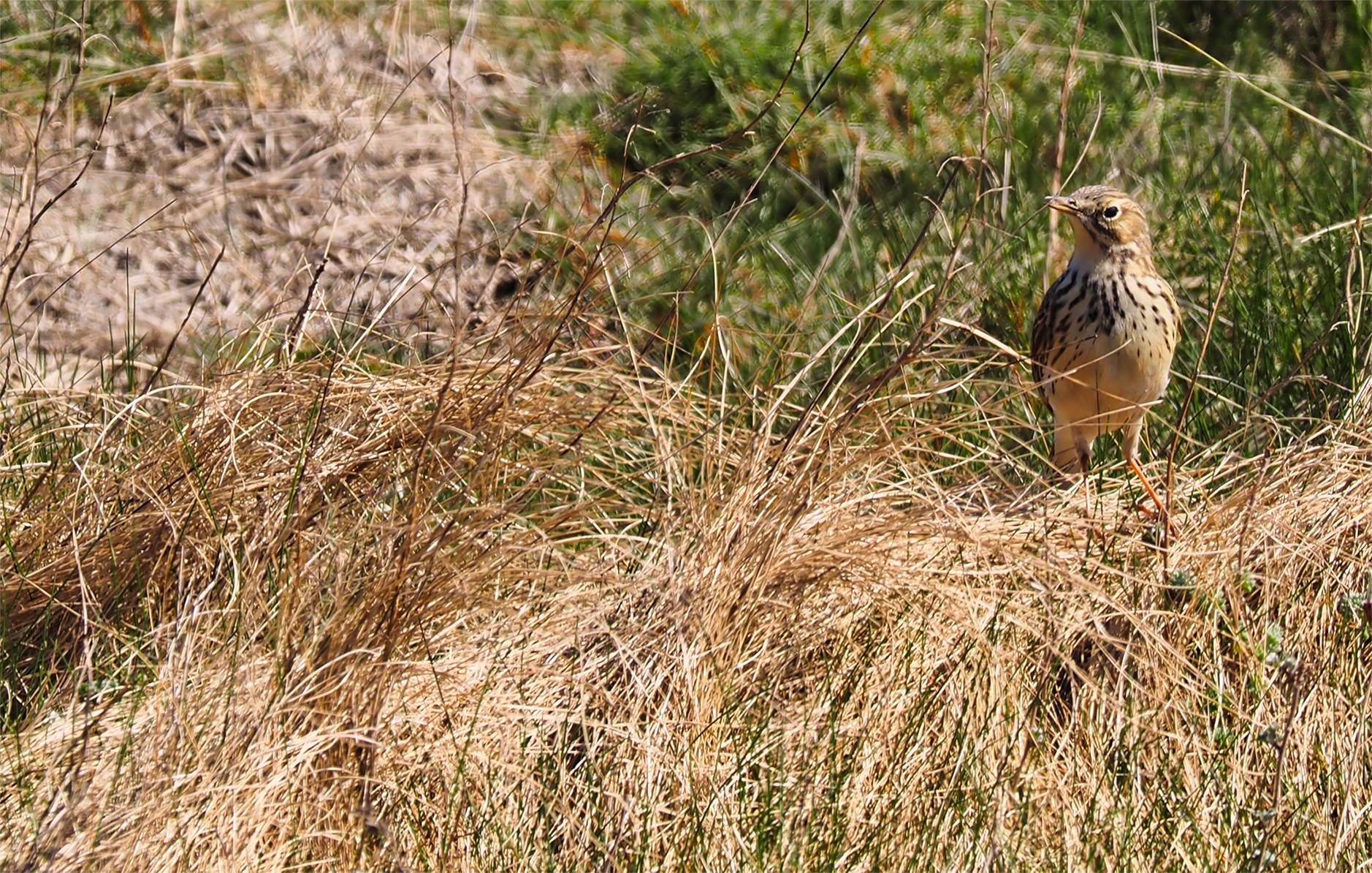 Singender Wiesenpieper (Anthus pratensis)