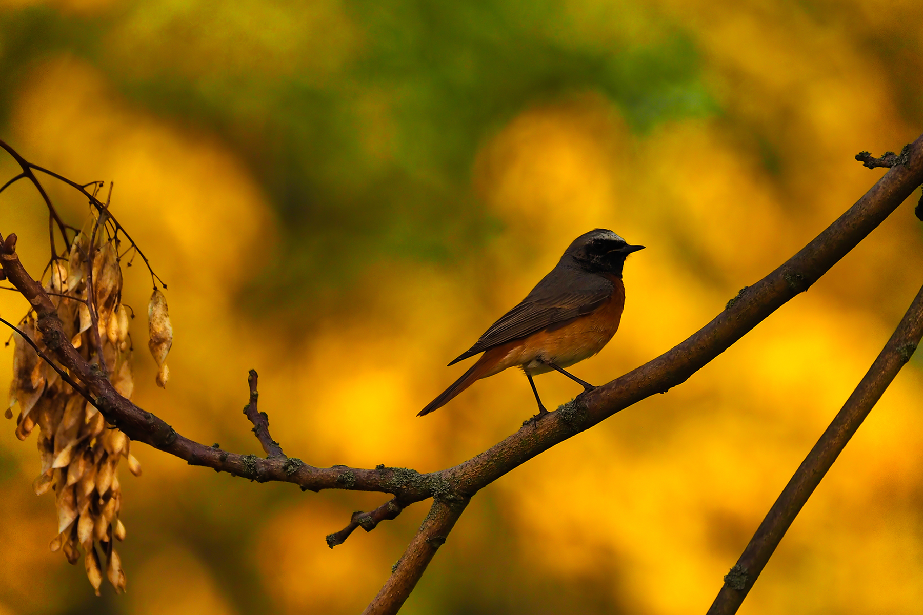 Gartenrotschwanz im Ansitz (Phoenicurus phoenicurus)