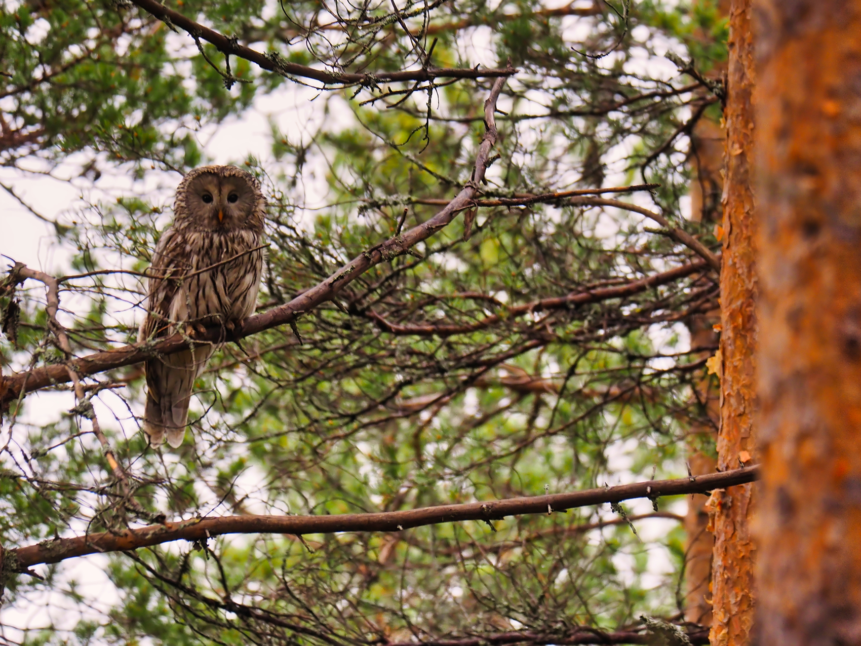 Habichtskauz (Strix uralensis)