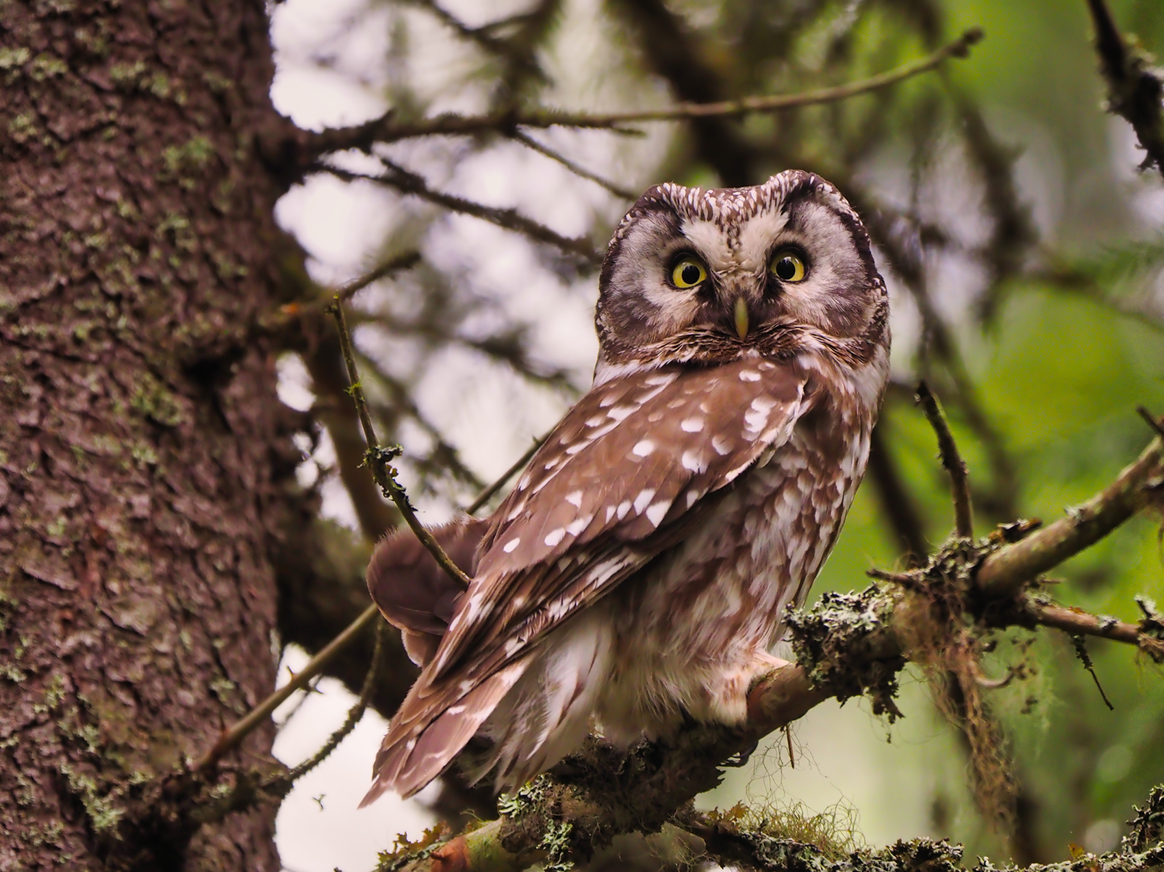 Raufusskauz (Aegolius funereus)