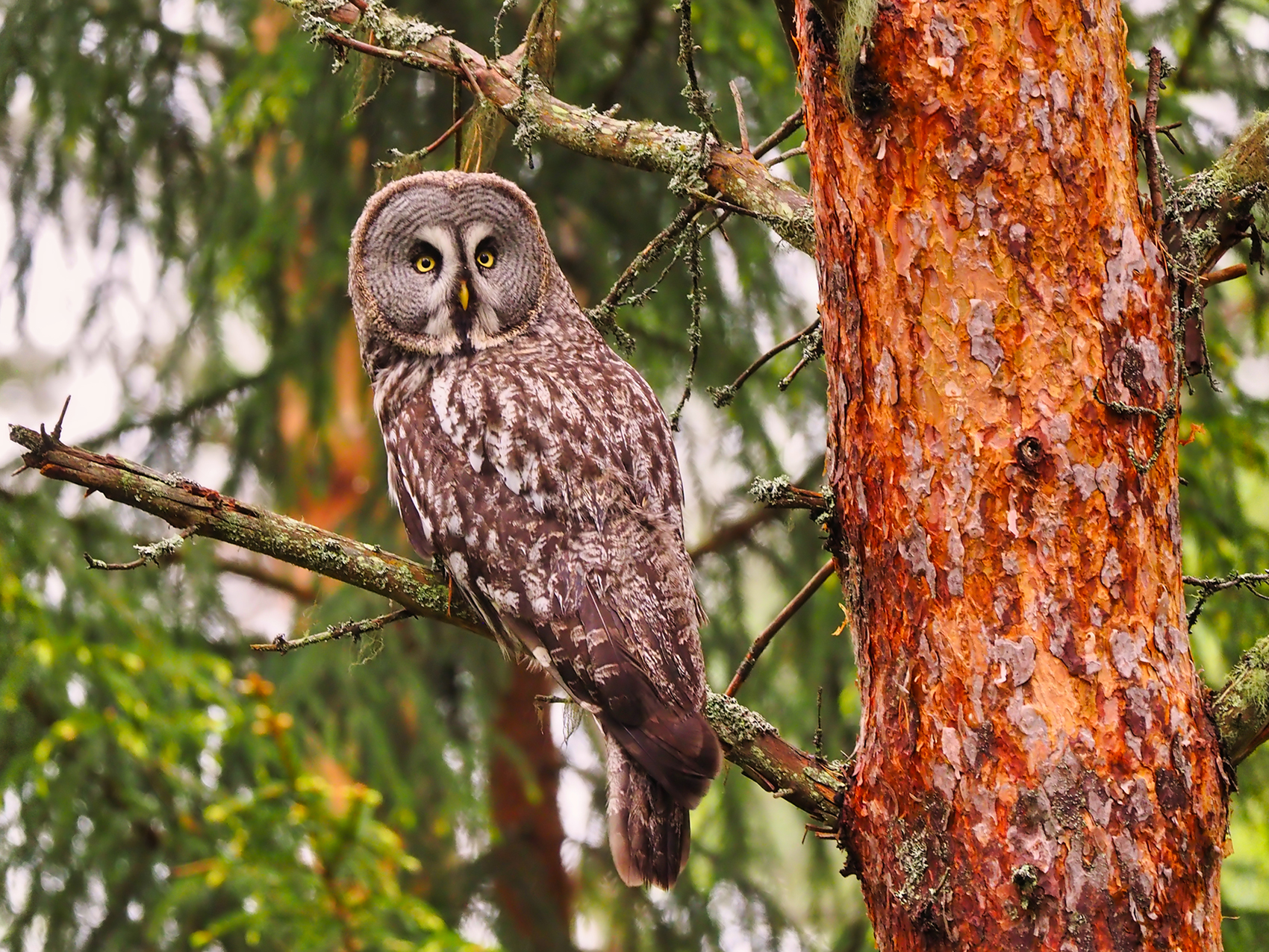 Bartkauz-Ansitz (Strix nebulosa)