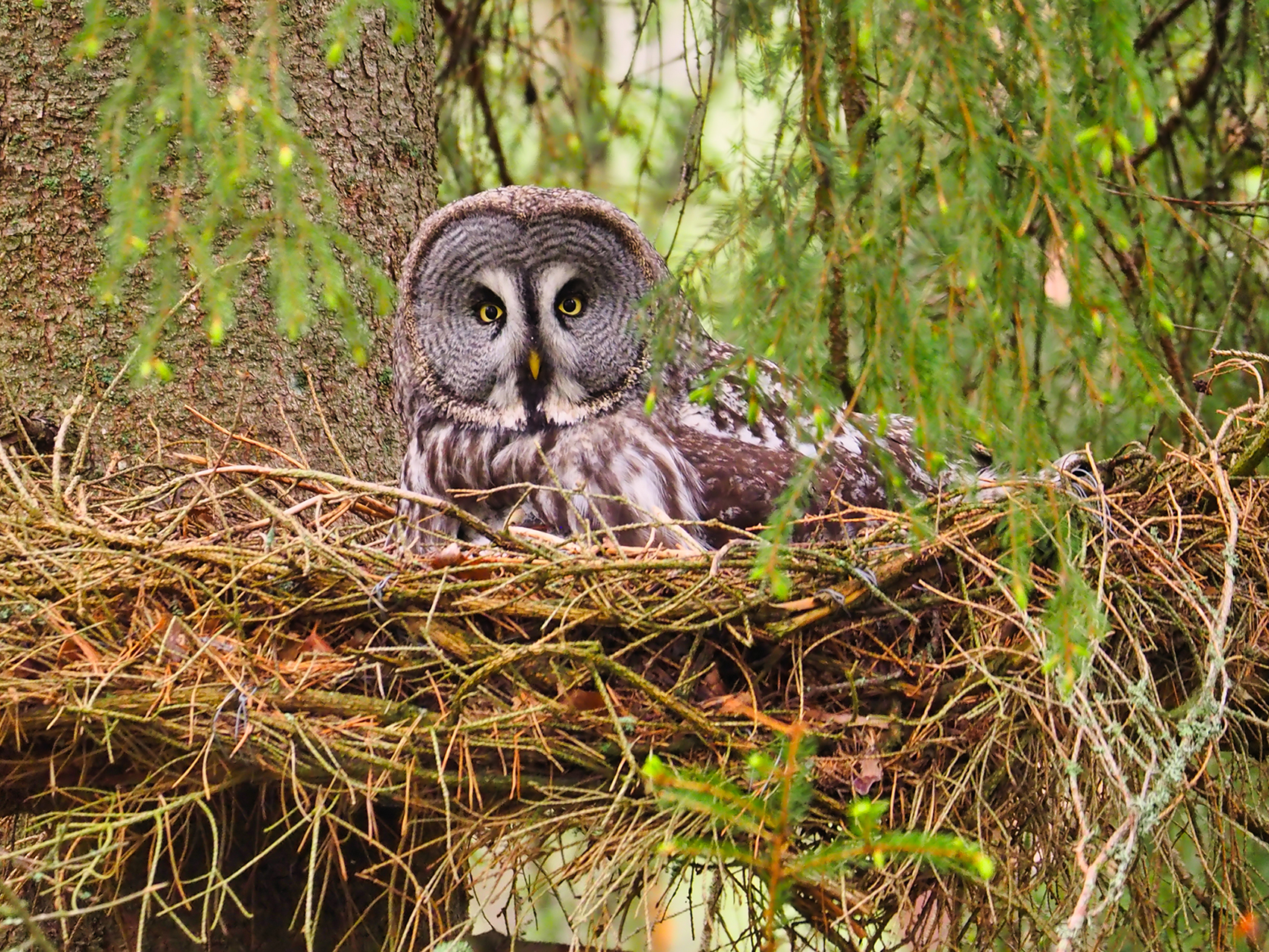 Bartkauz-Horst (Strix nebulosa)