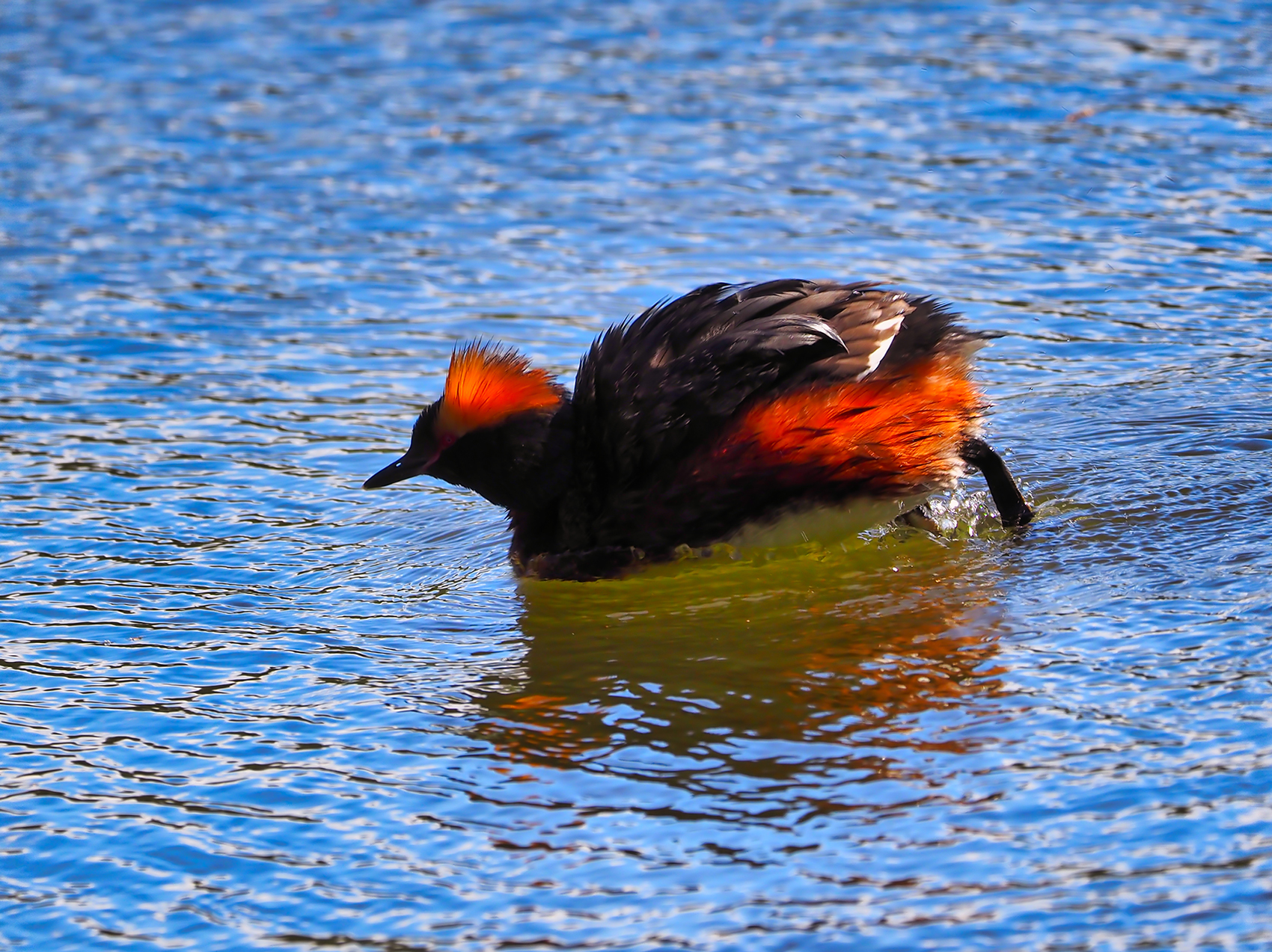 Ohrentaucher01 (Podiceps auritus)