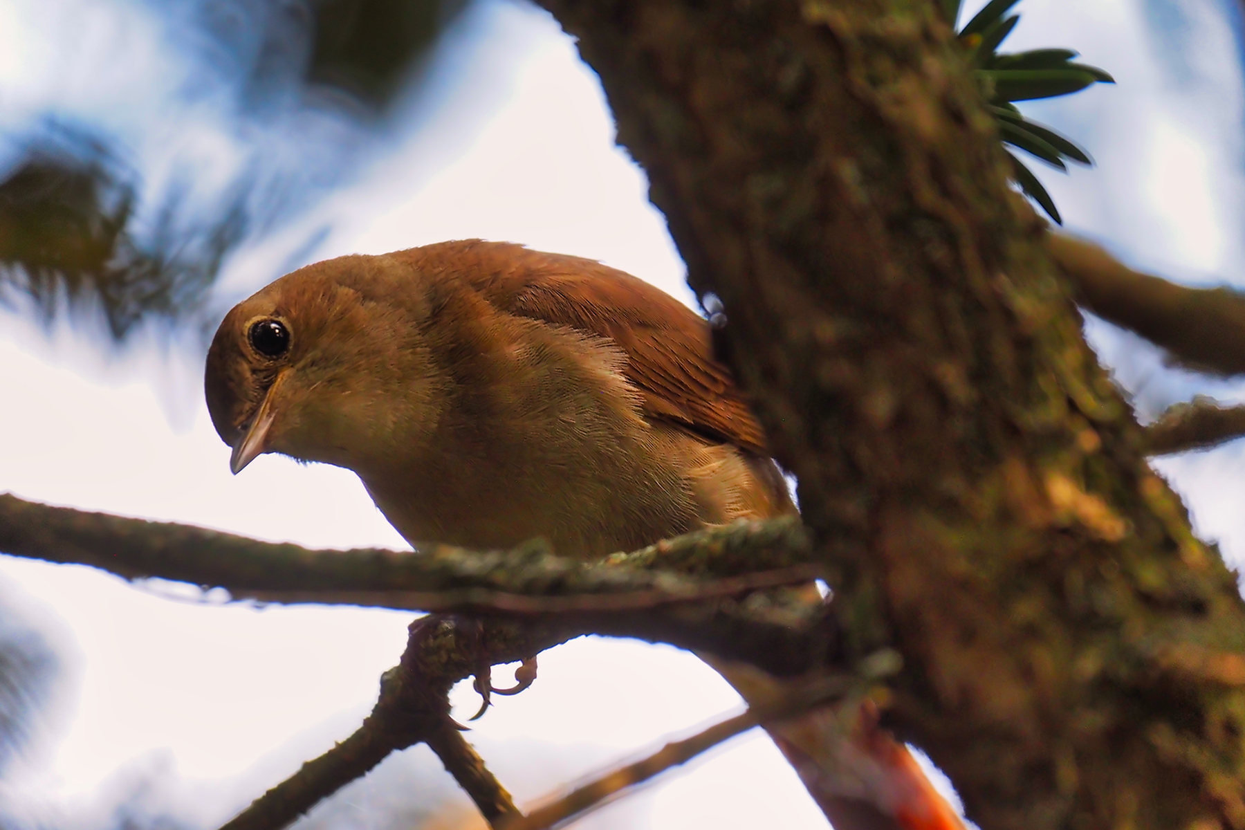 Nachtigall juvenil (Luscinia megarhynchos)