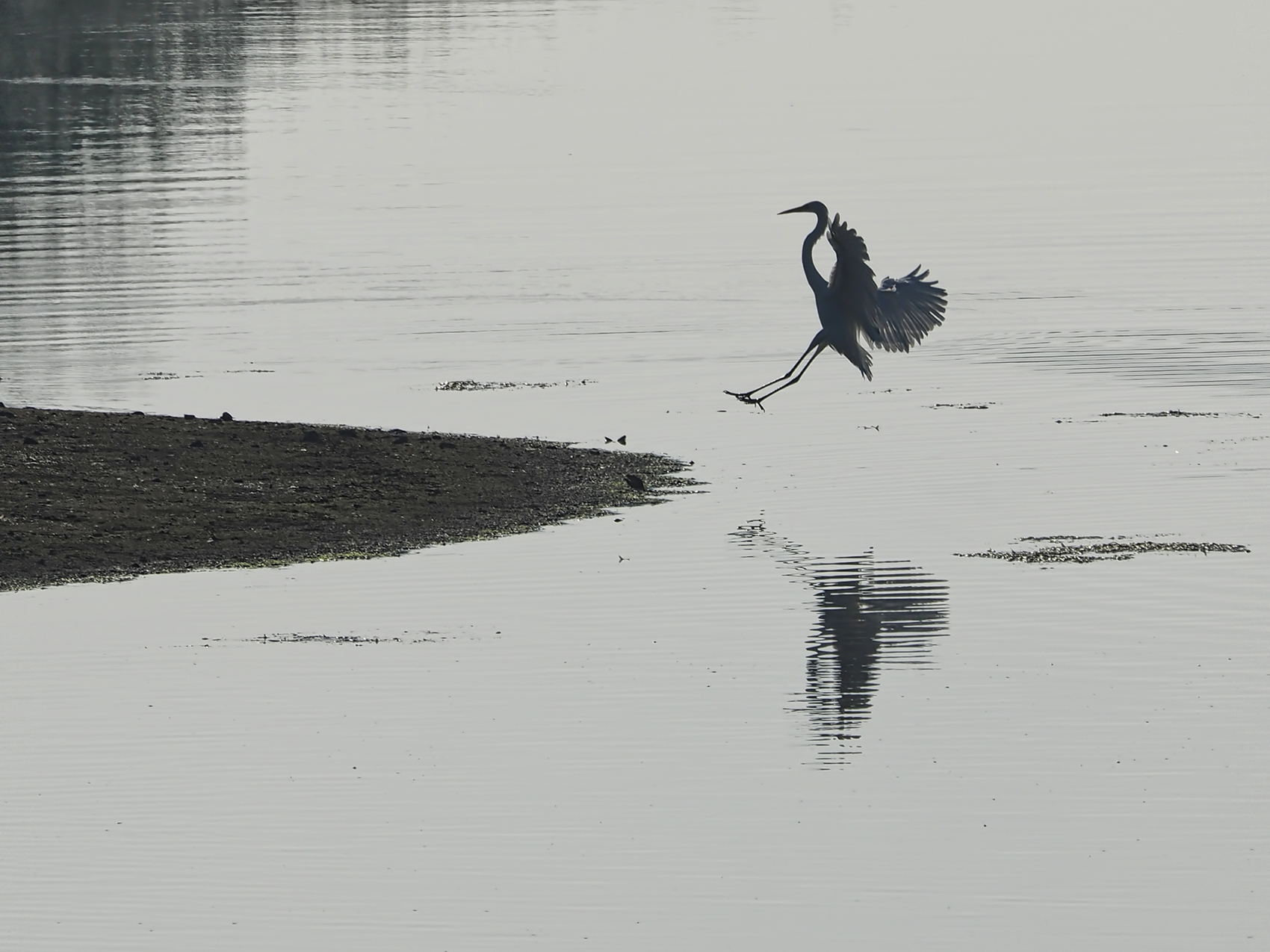 Silberreiher im Gegenlicht (Ardea alba)