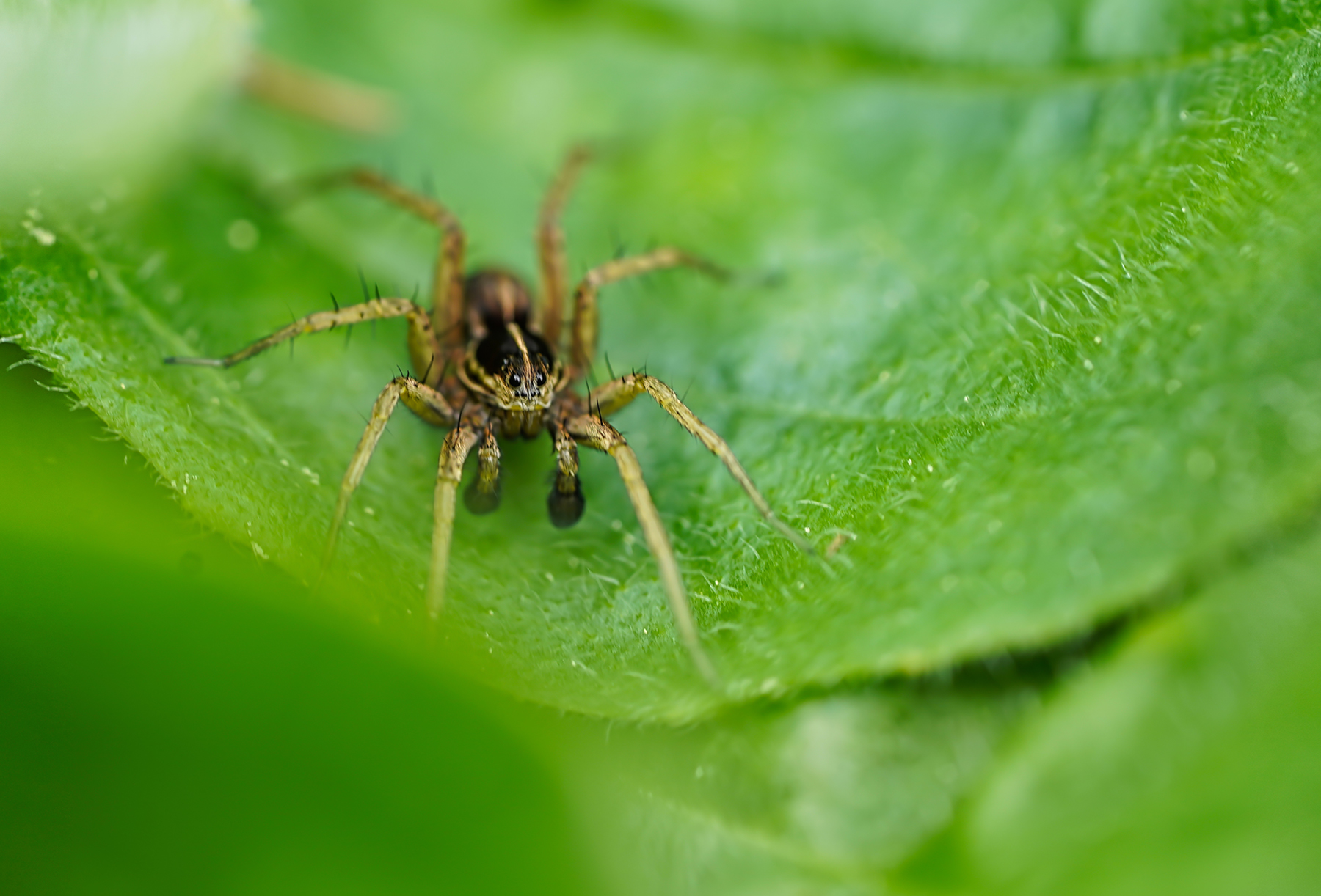 Wiesenlaufwolf (Pardosa palustris)