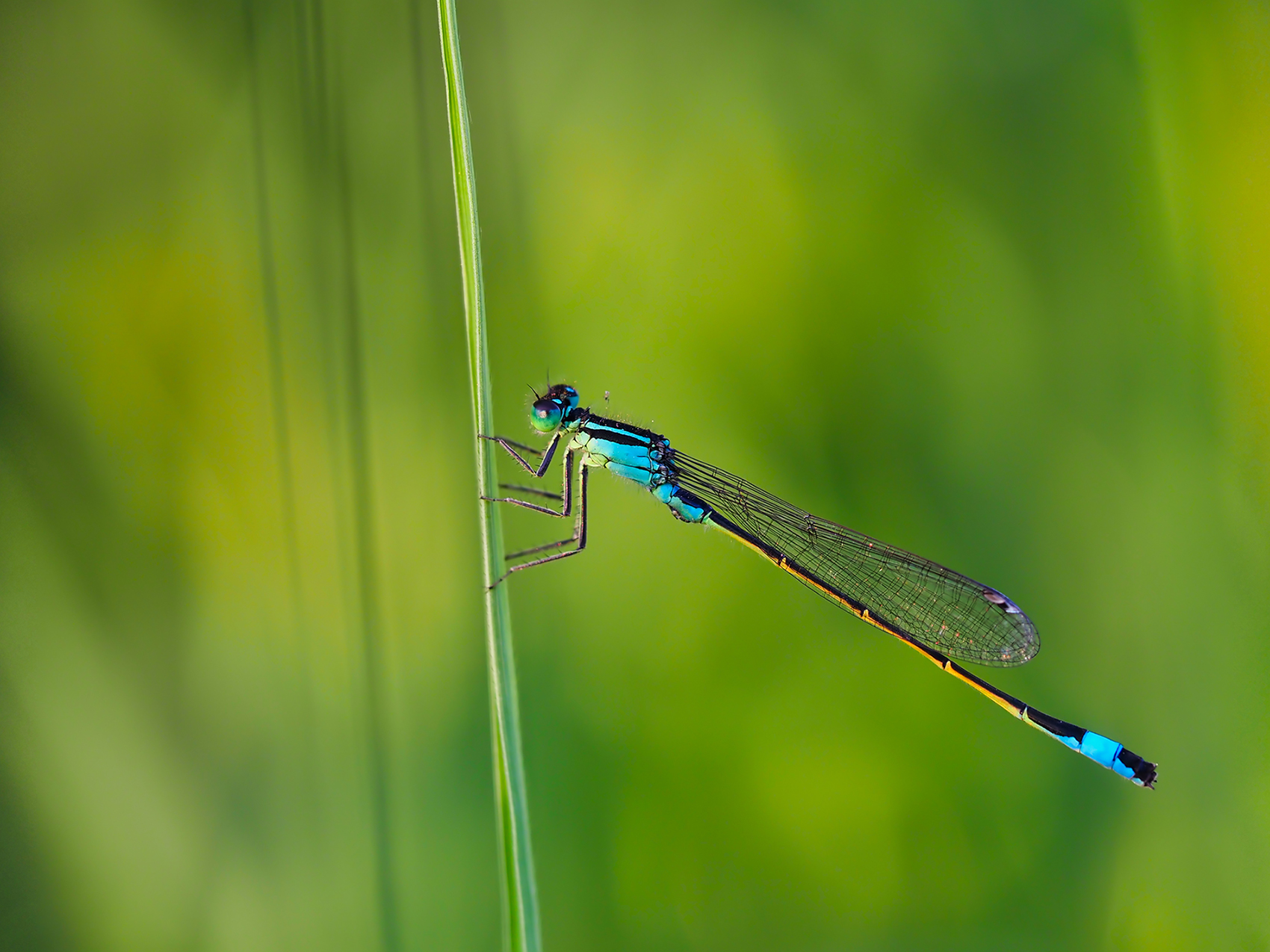 Große Pechlibelle (Ischnura elegans)