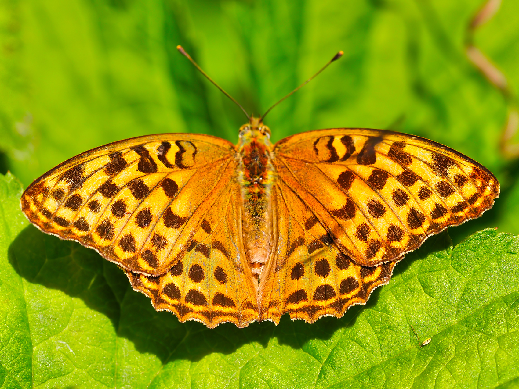 Kaisermantel01 (Argynnis paphia)