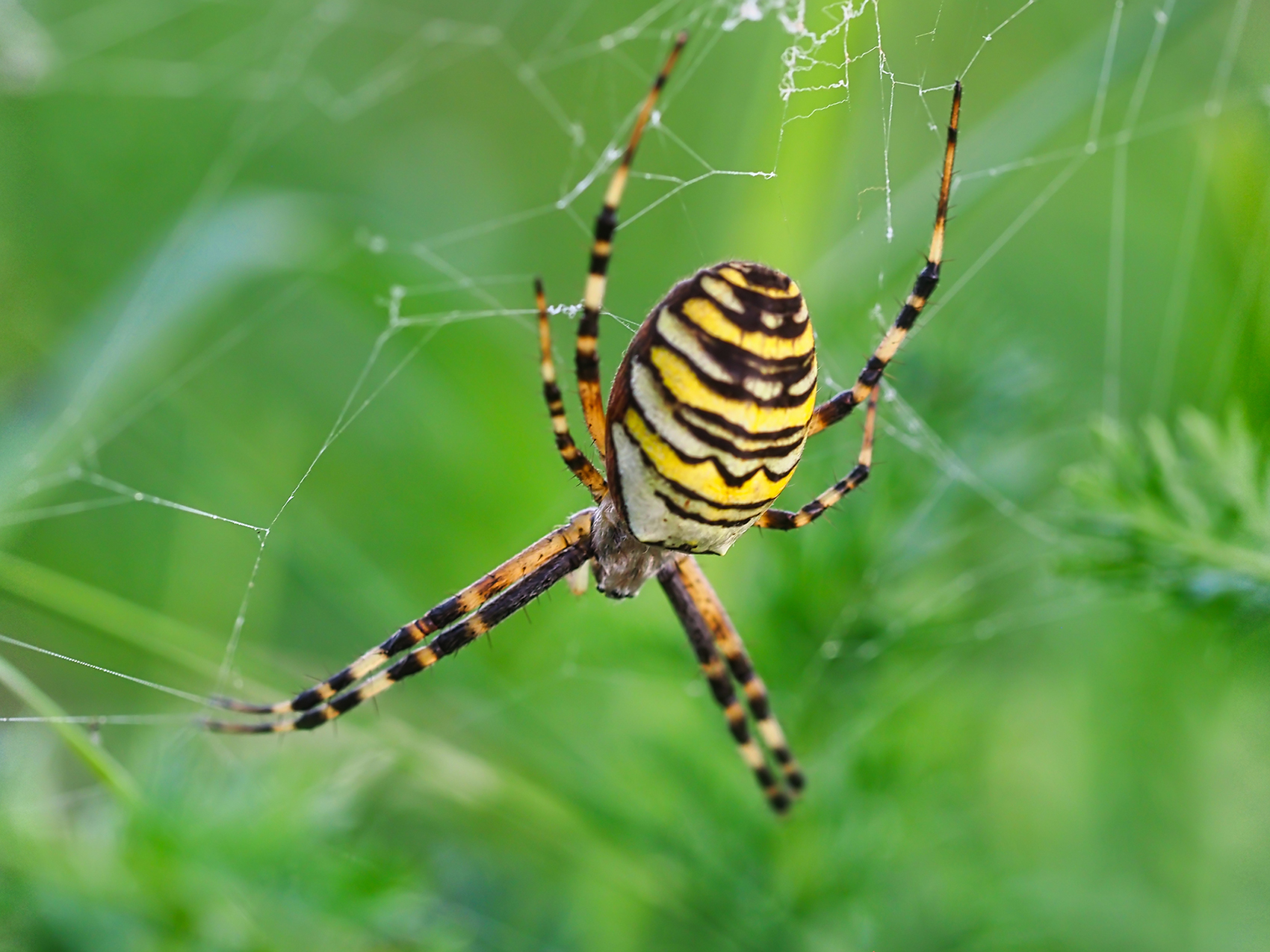 Wespenspinne01 (Argiope bruennichi)