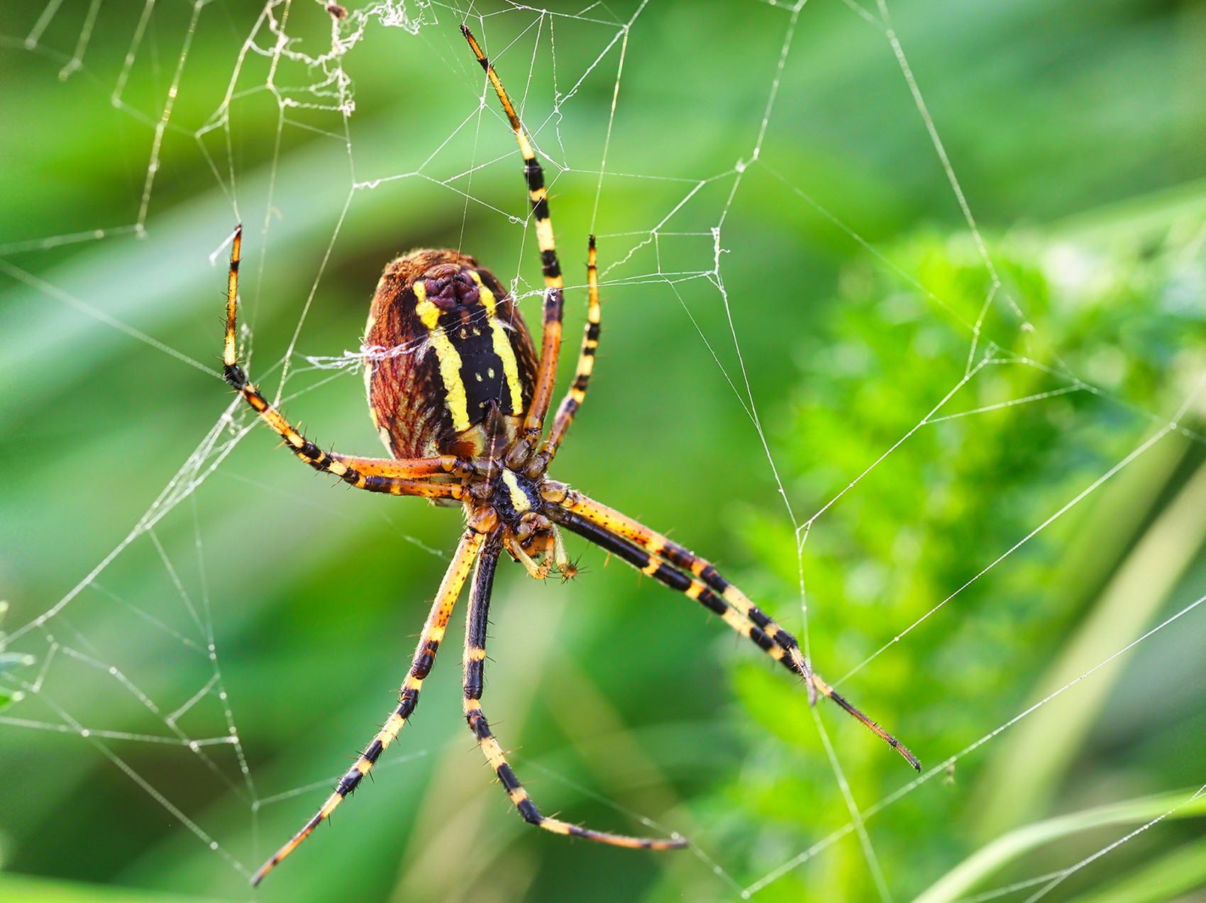 Wespenspinne02 (Argiope bruennichi)