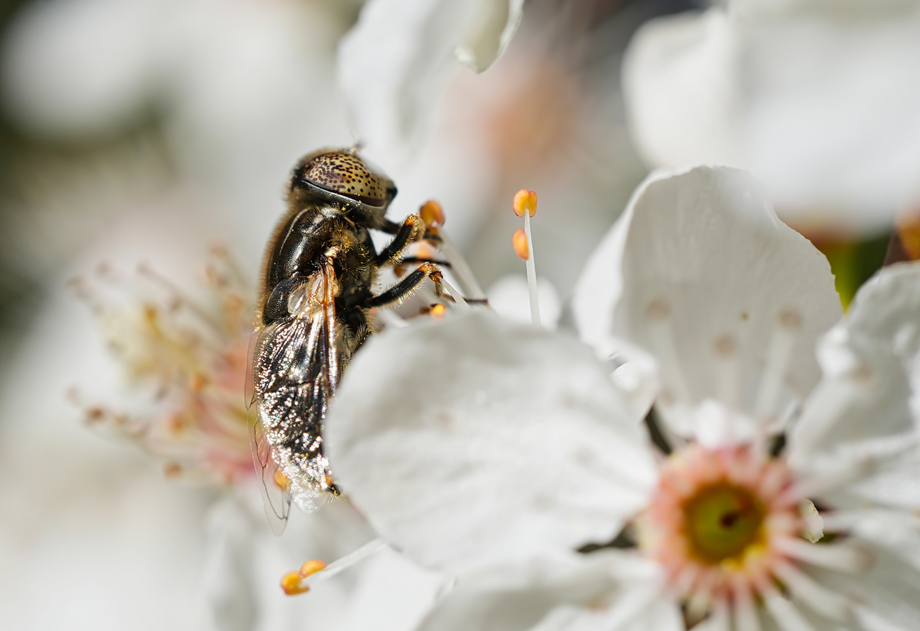 Schwarze Augenfleck-Schwebfliege02 (Eristalinus sepulchralis)