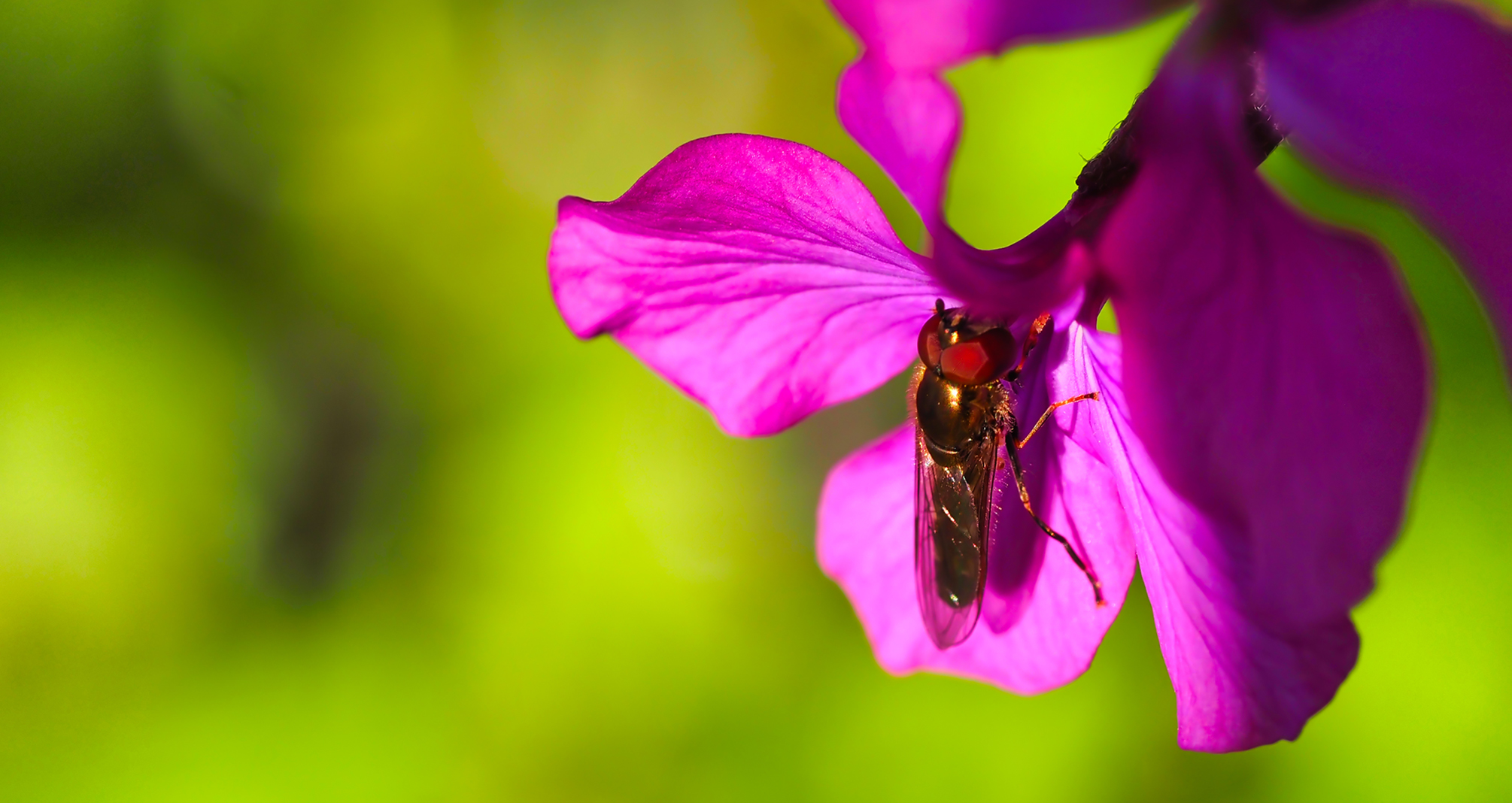 Matte Schwarzkopfschwebfliege (Melanostoma scalare)