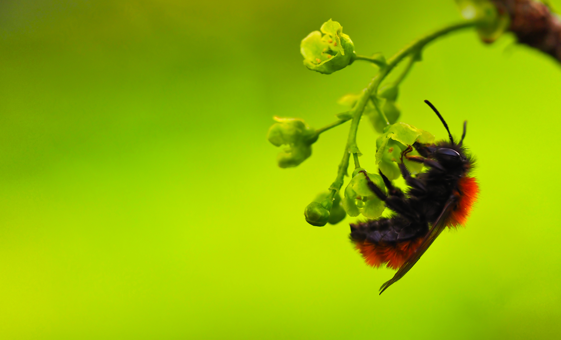 Fuchsrote Lockensandbiene01 (Andrena fulva)