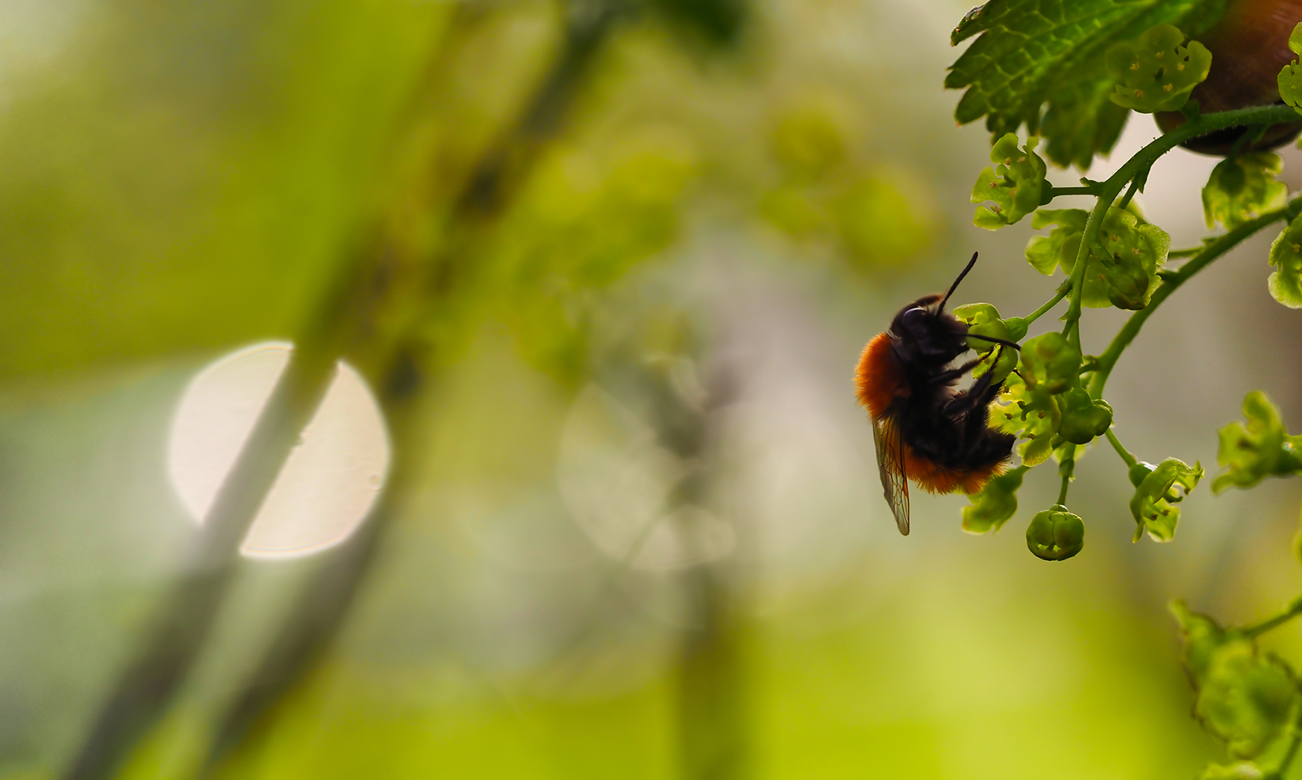 Fuchsrote Lockensandbiene02 (Andrena fulva)