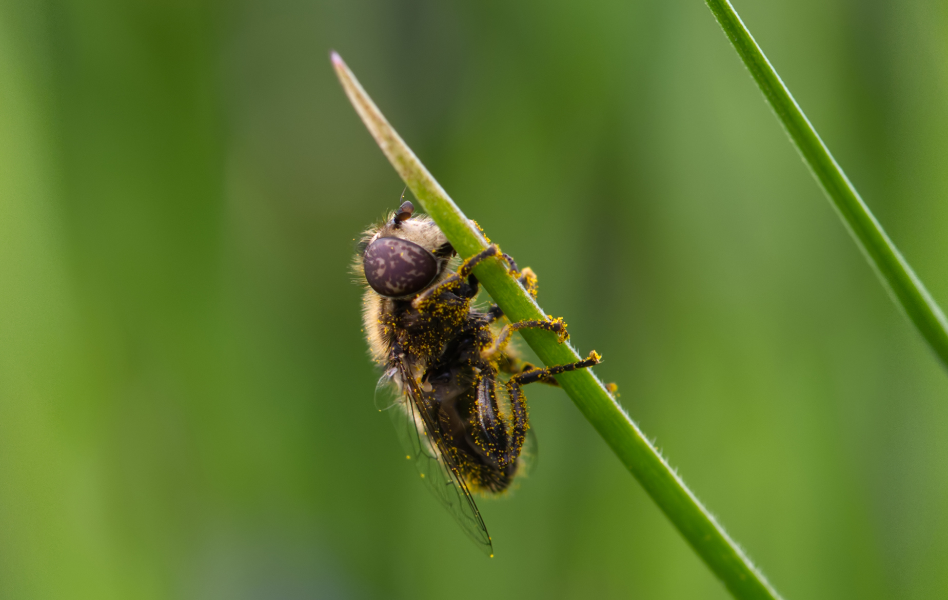 Schwarze Augenfleck-Schwebfliege02 (Eristalinus sepulchralis)