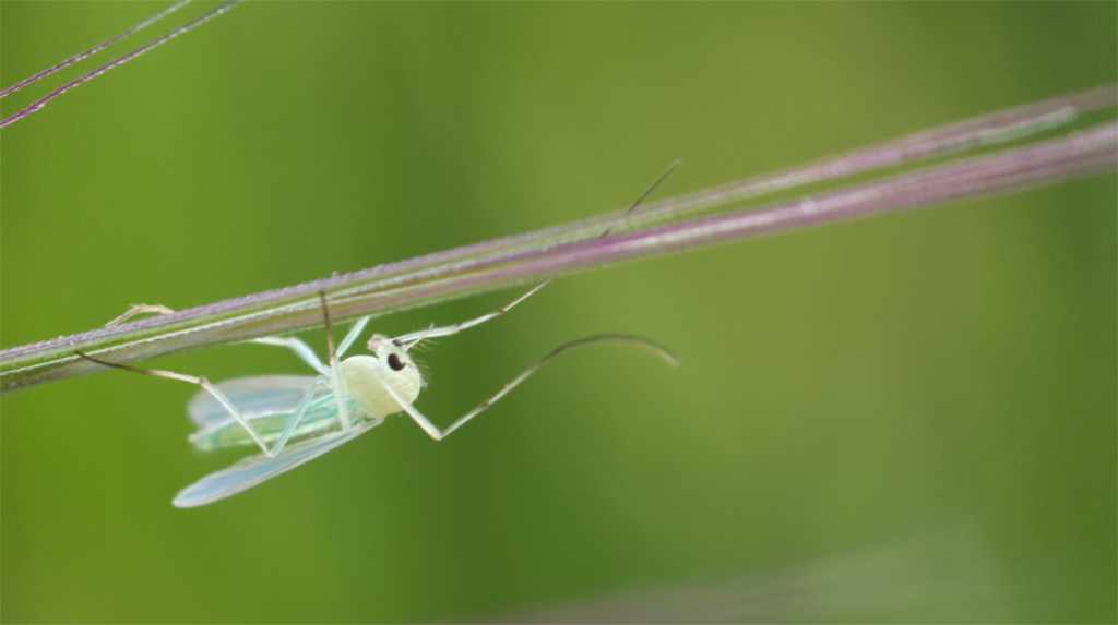 Zuckmücke Weibchen, (Tribus Tanytarsini)