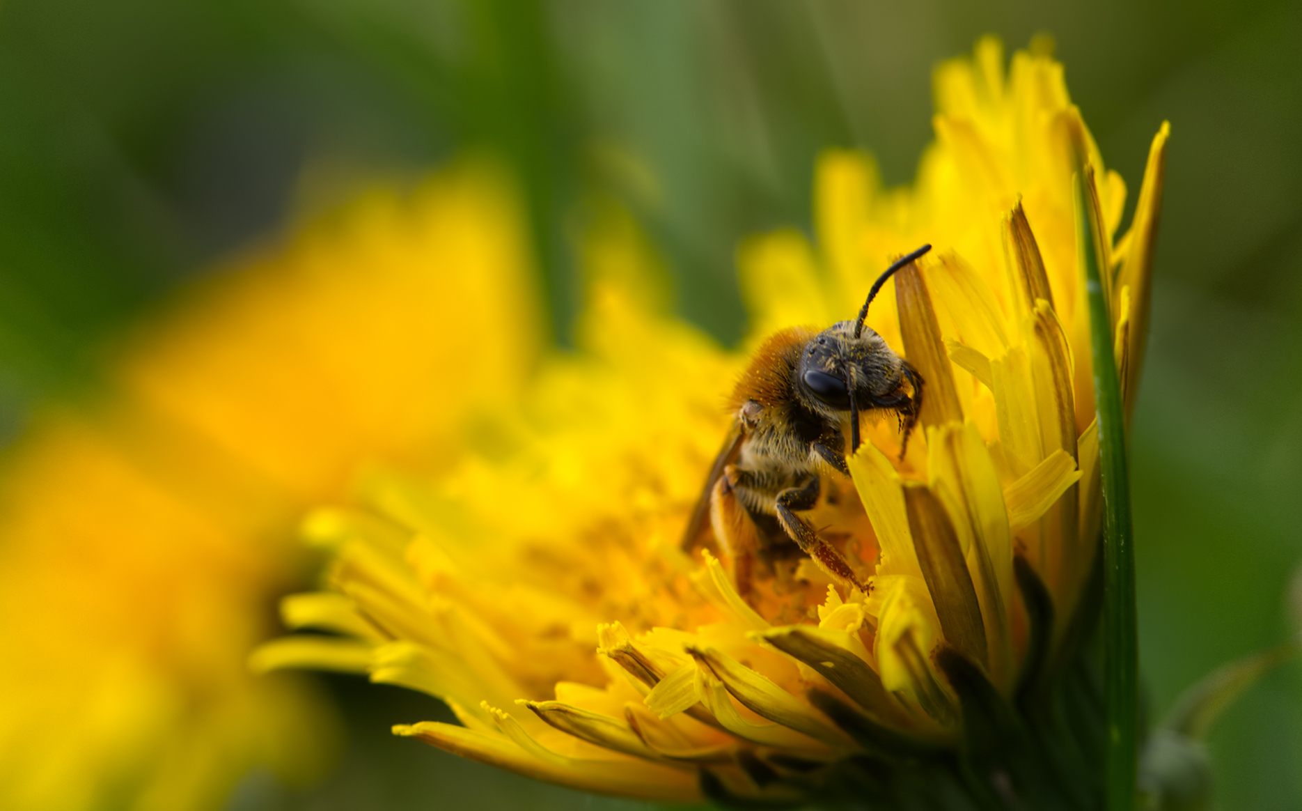 Rotschopfige Sandbiene01 (Andrena haemorrhoa)