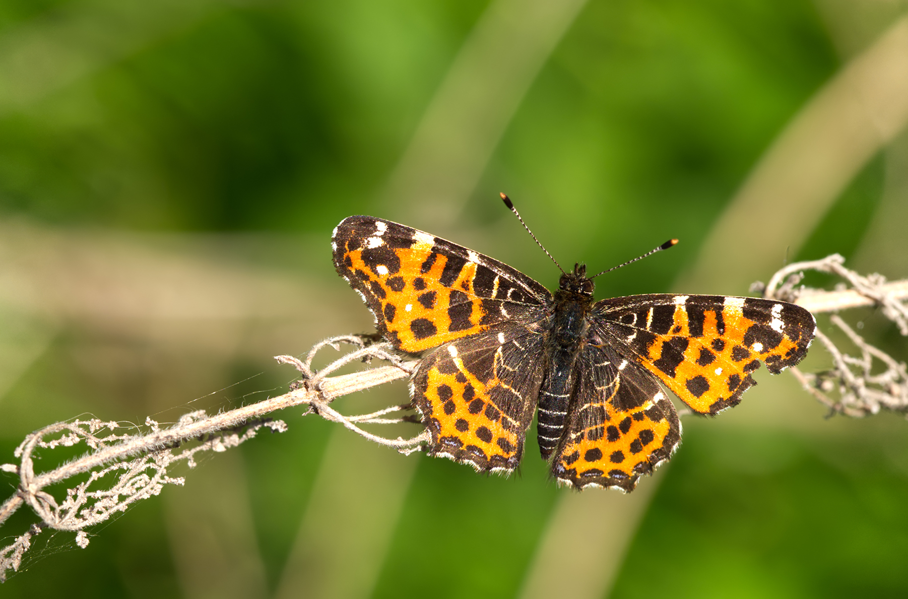 Landkärtchen Frühlingsgeneration (Araschnia levana)