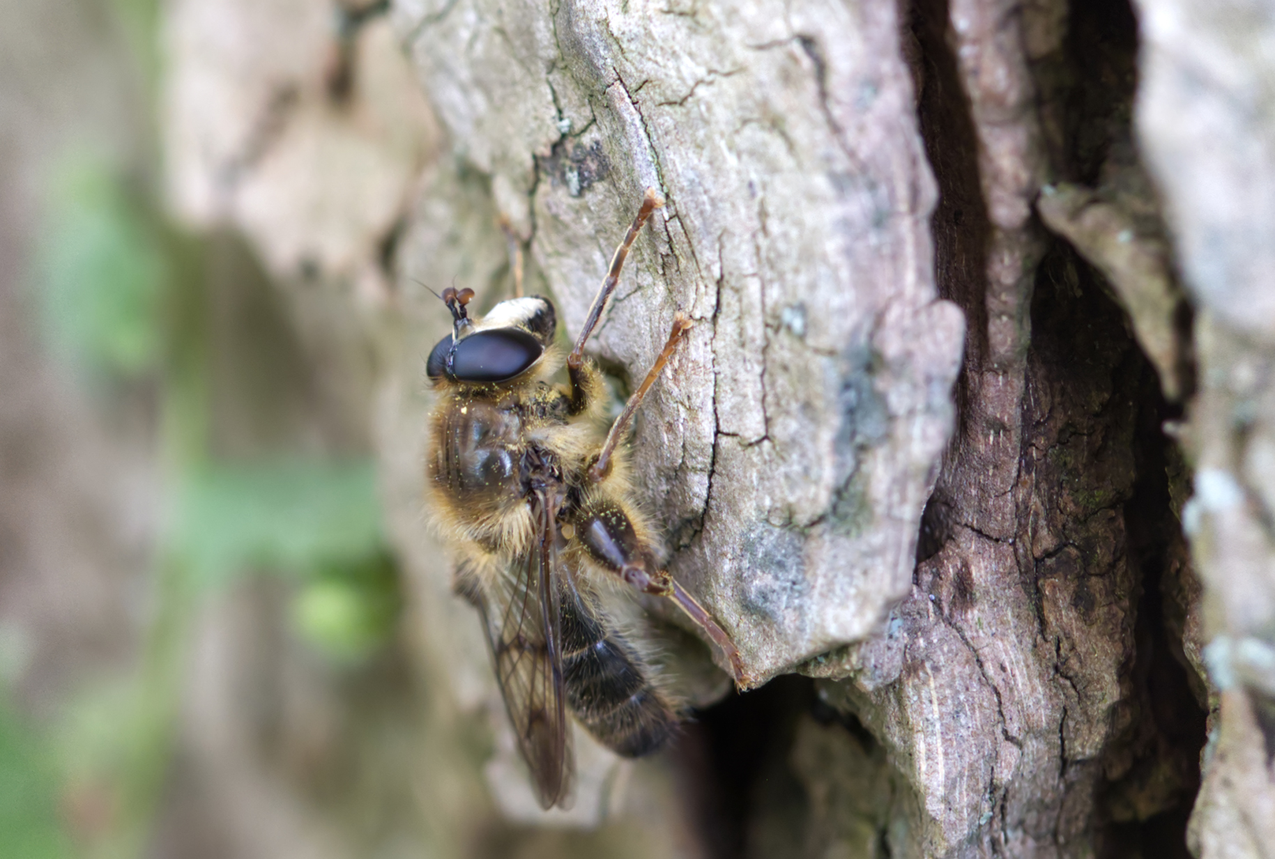Schwebfliege (Criorhina pachymera)