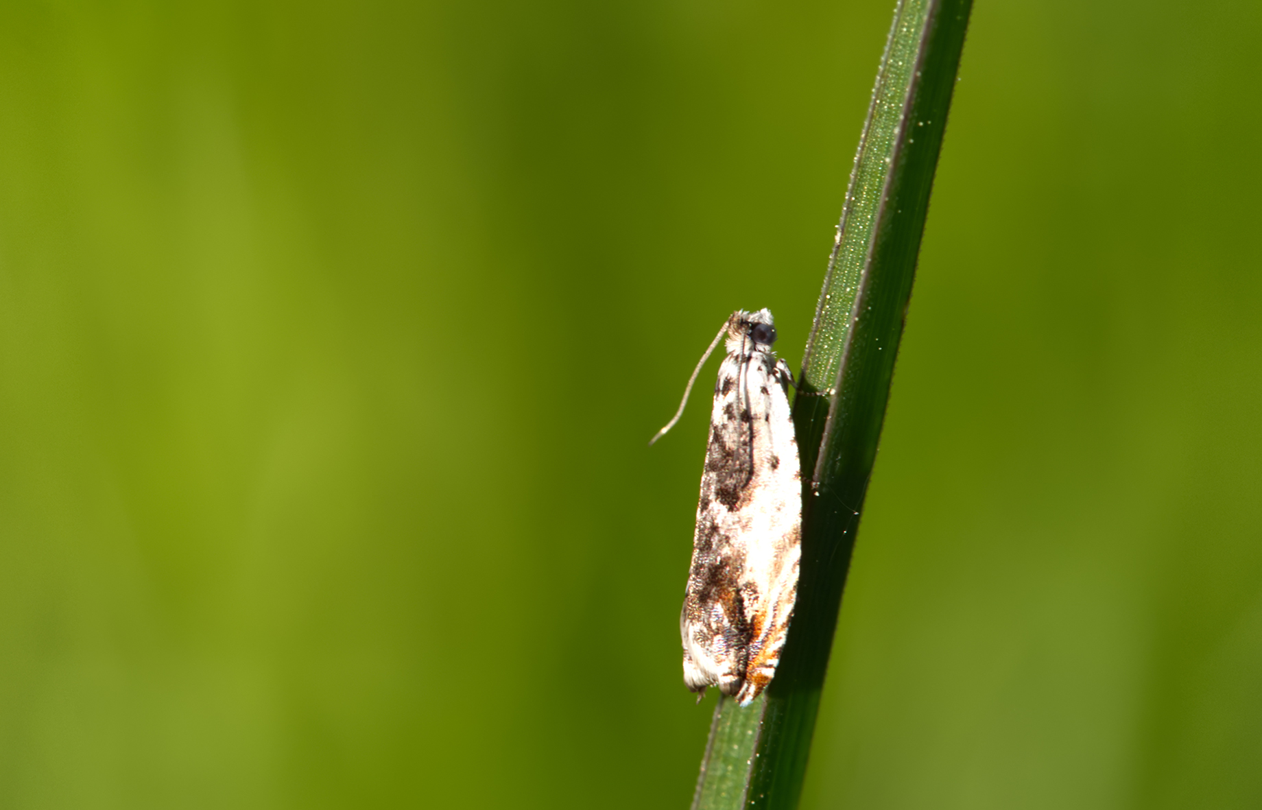 Wickler (Epinotia subocellana)