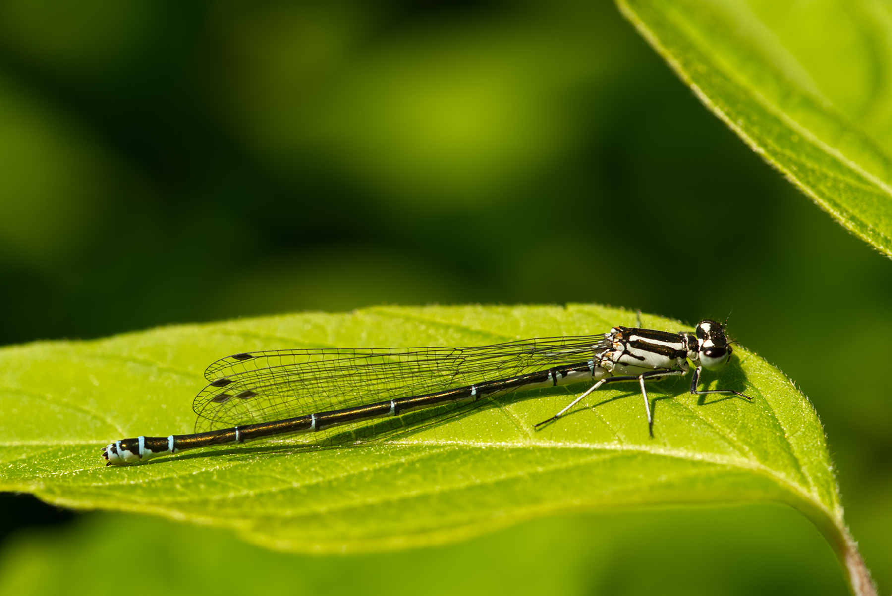 Helm-Azurjungfer (Coenagrion mercuriale)