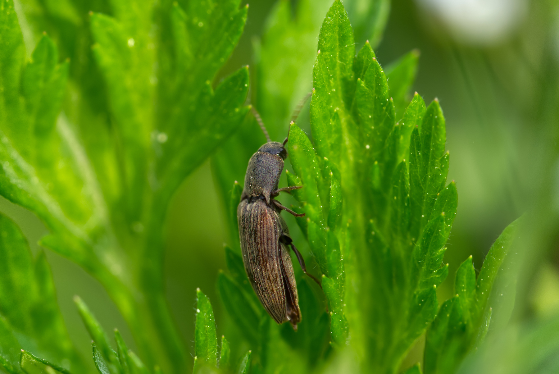 Düsterer Humusschnellkäfer (Agriotes obscurus)