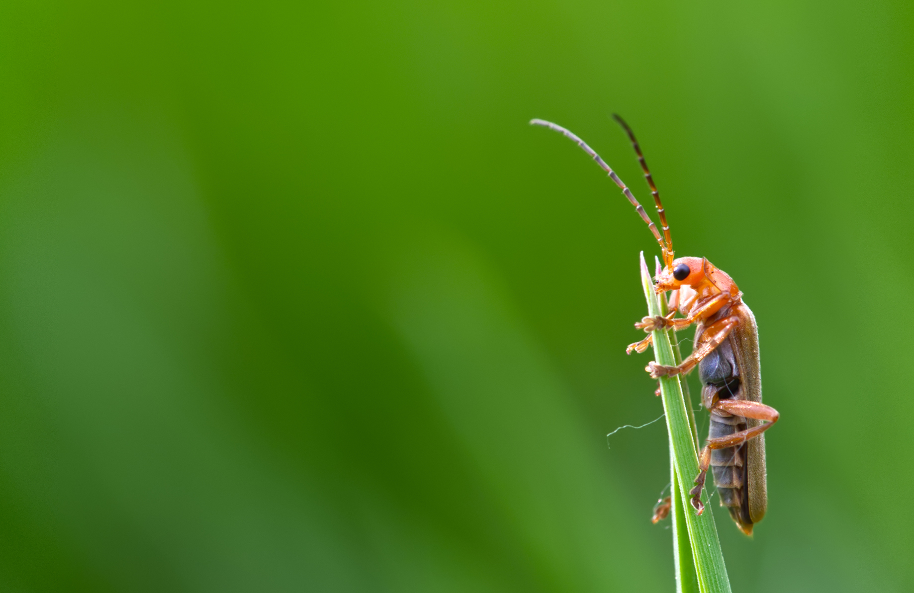 Roter Fliegenkäfer (Cantharis rufa)