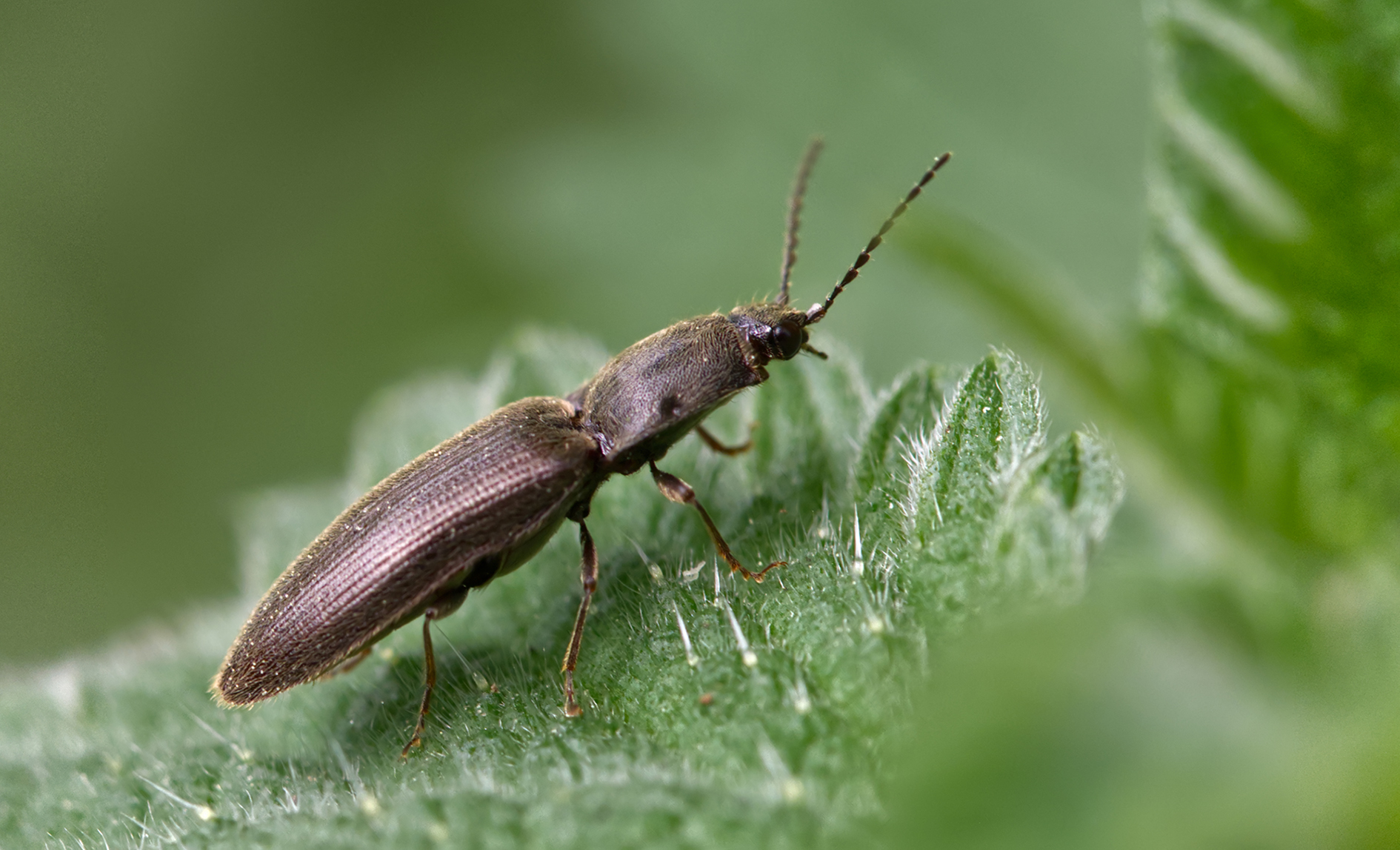 Grauer Schnellkäfer (Haplotarsus incanus)