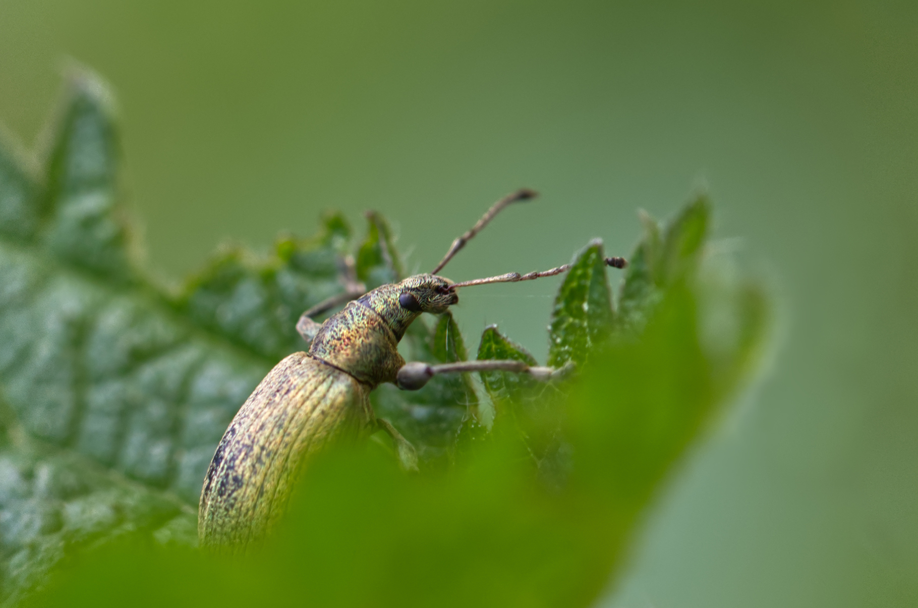 Grauer Knospenrüssler (Peritelus sphaeroides)