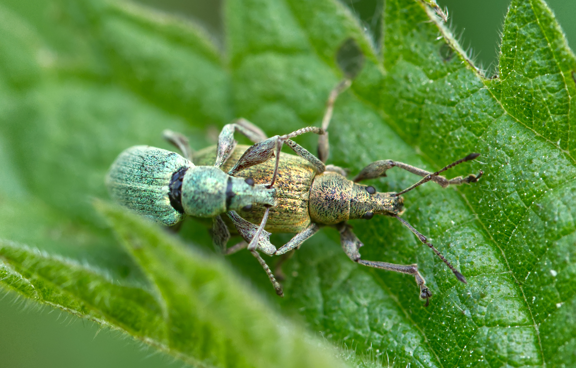 Nessel-Blattrüssler Paar (Phyllobius pomaceus)
