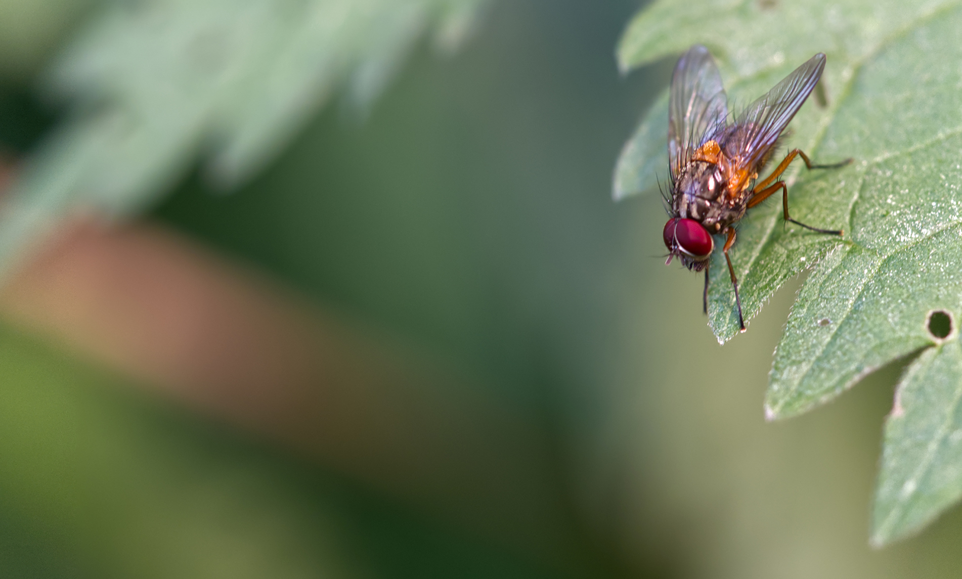 Echte Fliege (Mydaea corni)