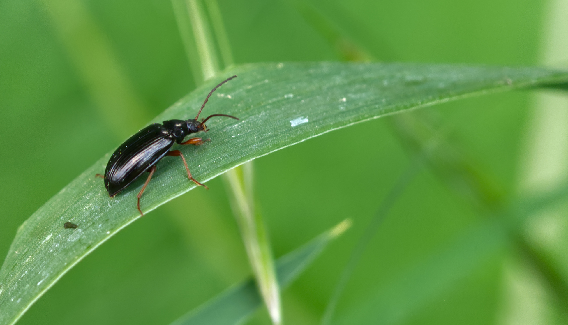 Gelbfuß-Ulmenblattkäfer (Luperus xanthopoda)