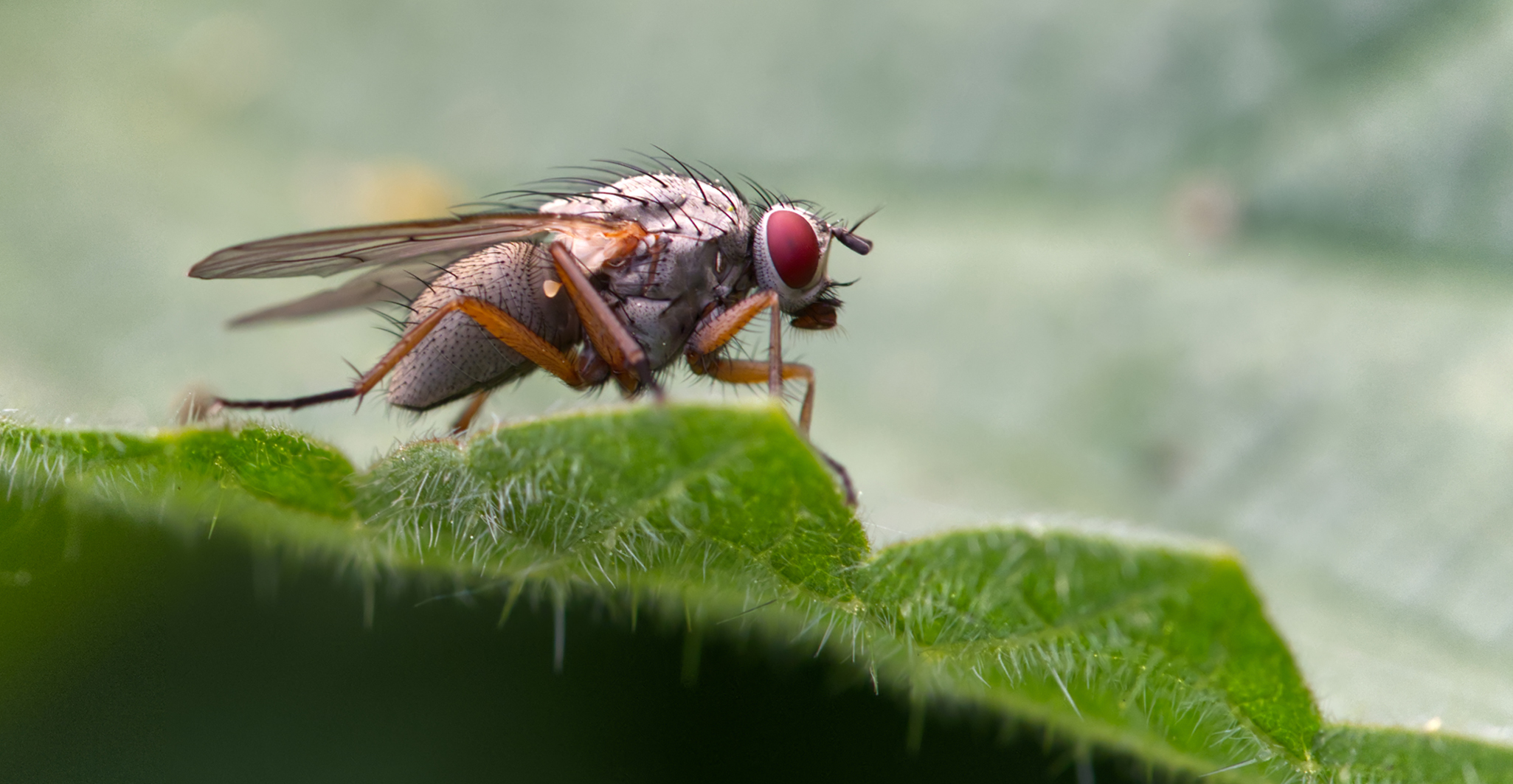 Echte Fliege (Coenosia pumila)