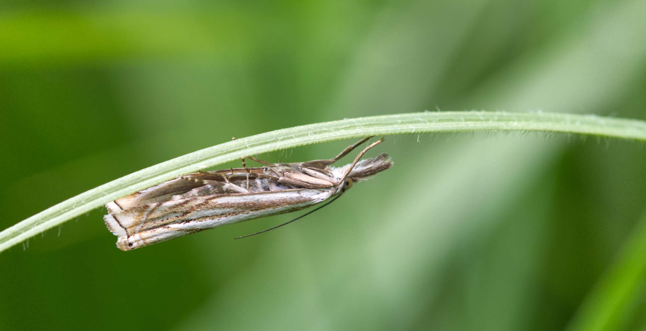 Rispengraszünsler (Chrysteuchia culmella)