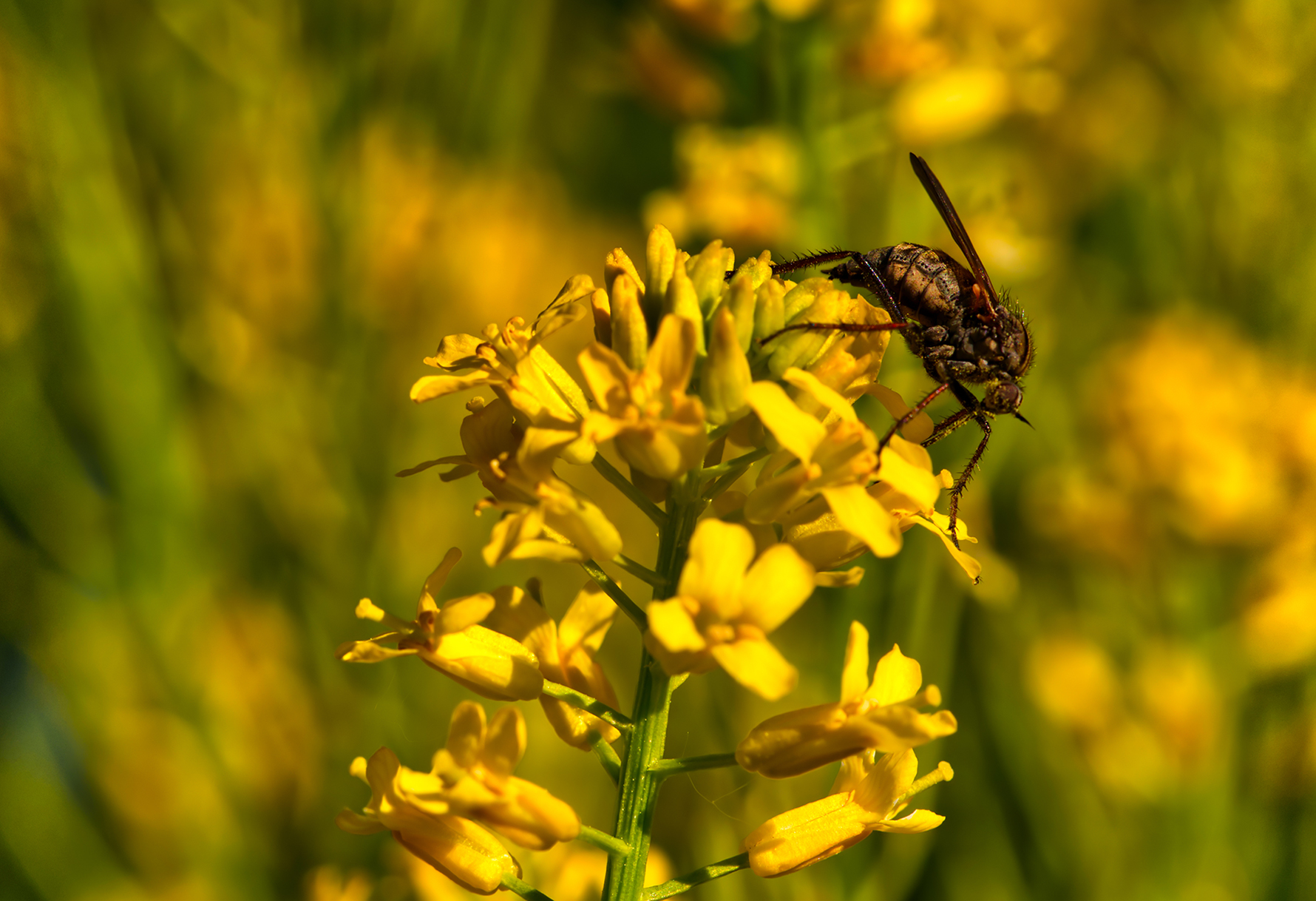 Gewürfelte Tanzfliege (Empis tessellata)