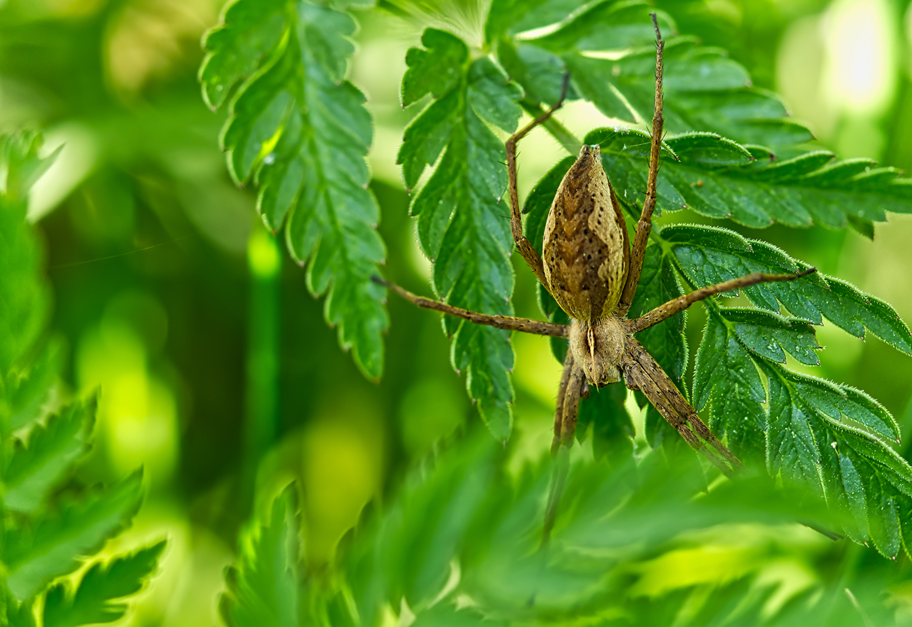 Listspinne (Pisaura mirabilis)