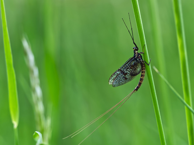 Braune Maifliege02 (Ephemera vulgata)